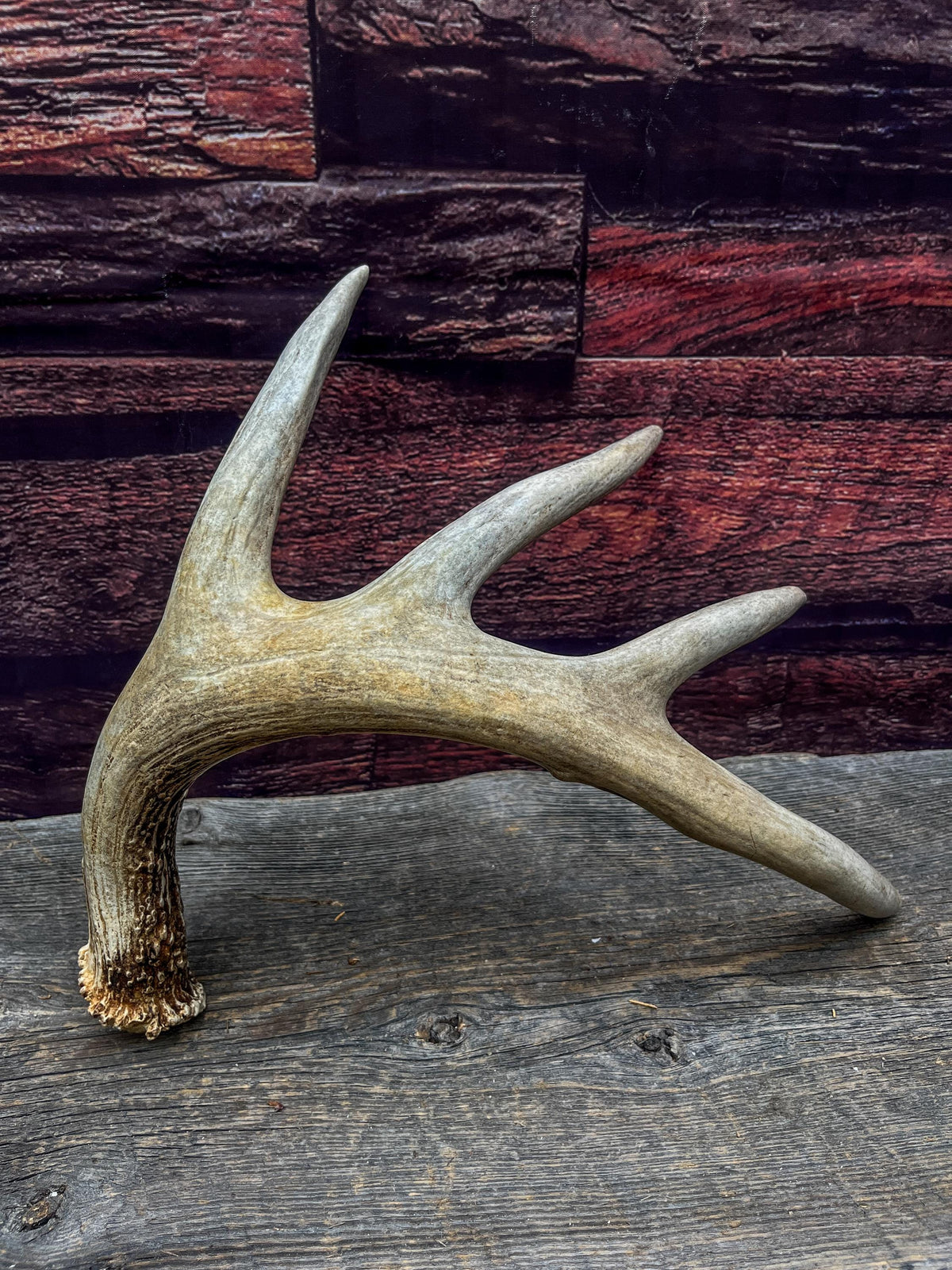 White-tailed Deer Shed Antler - Canadian Whitetailed deer Antler. Decor, design, crafting and more!