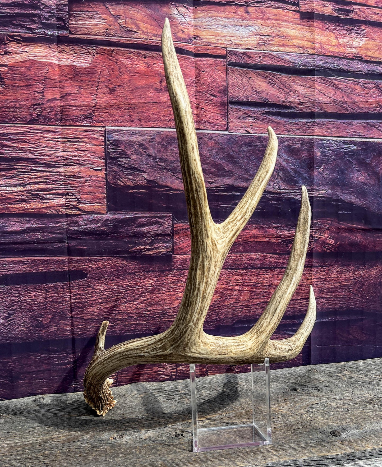 Mule Deer Antler. Beautiful Rustic Decor Item. Elegant and Fresh Antler for Natural Home Decor and Interior Design.