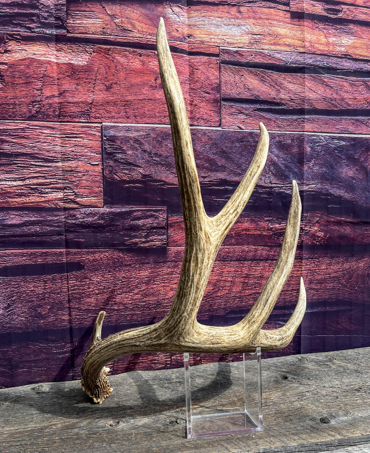 Mule Deer Antler. Beautiful Rustic Decor Item. Elegant and Fresh Antler for Natural Home Decor and Interior Design.