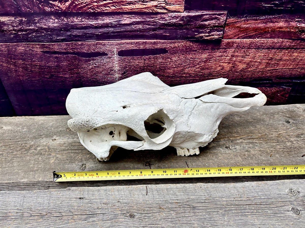 Real Cow Skull from Farm Field. Old, Clean Skull from Cattle Farm.