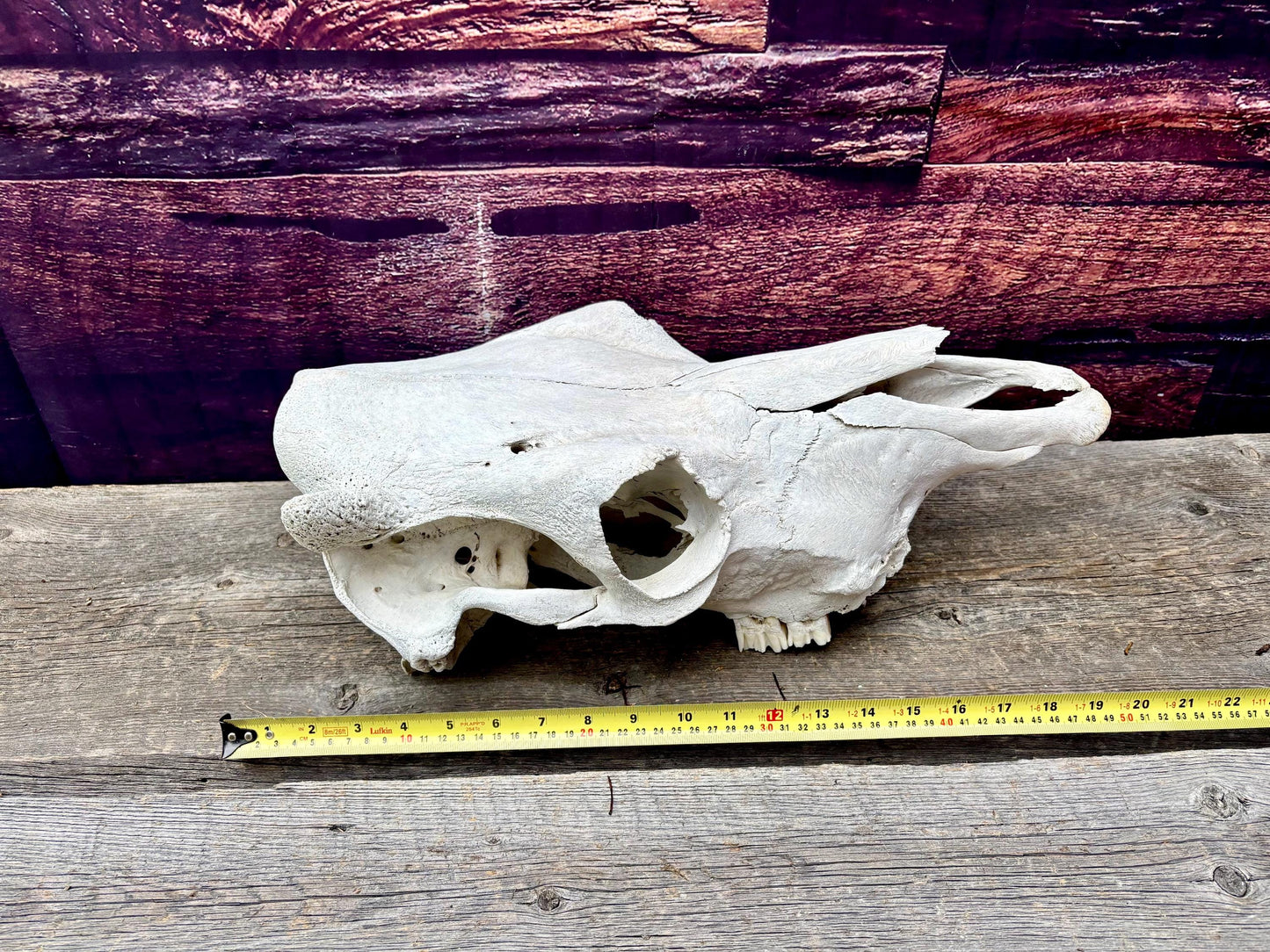 Real Cow Skull from Farm Field. Old, Clean Skull from Cattle Farm.