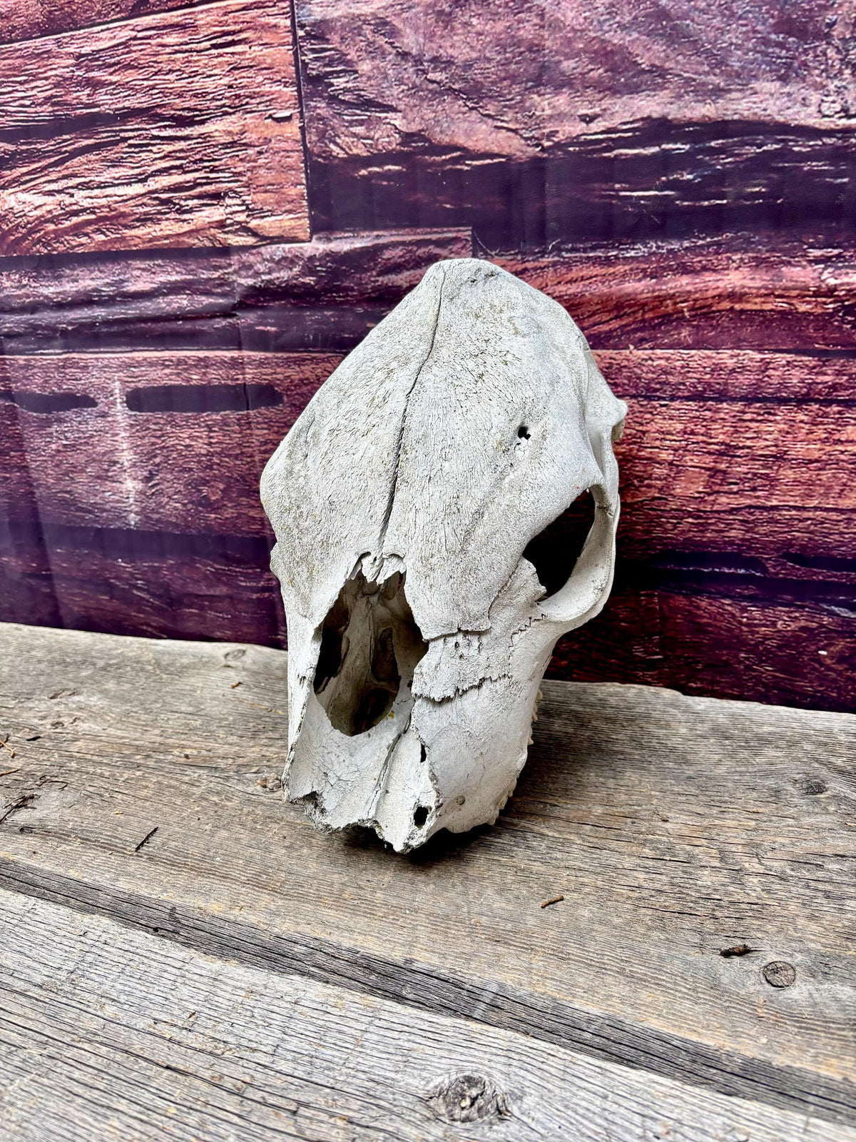 Real Cow Skull from Farm Field. Old, Clean Skull
