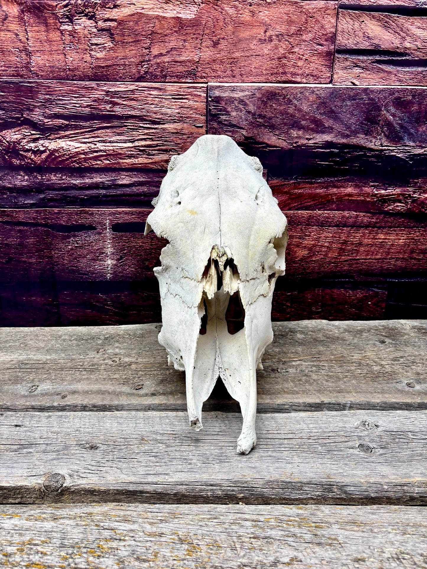 Real Cow Skull from Farm Field. Old, Clean Skull from Cattle Farm.