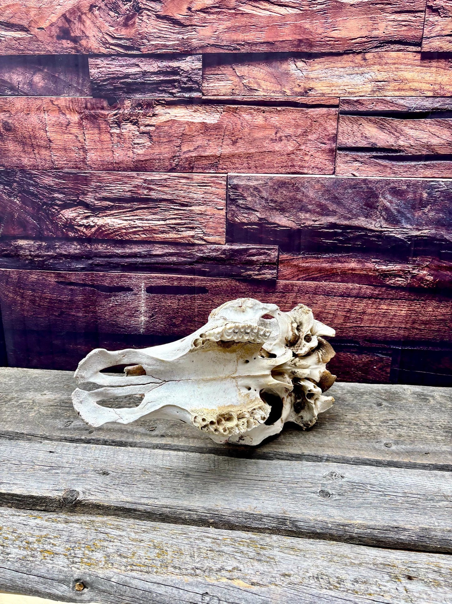 Real Cow Skull with Jaw. Found in Farm Field. Clean Skull from Cattle Farm. Excellent condition.