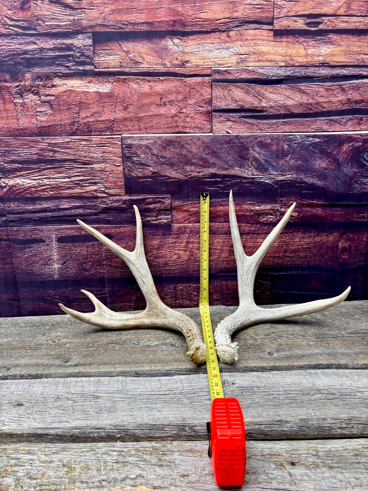 Mule deer Antler Set. Medium in size. Naturally shed. Decor. Crafting