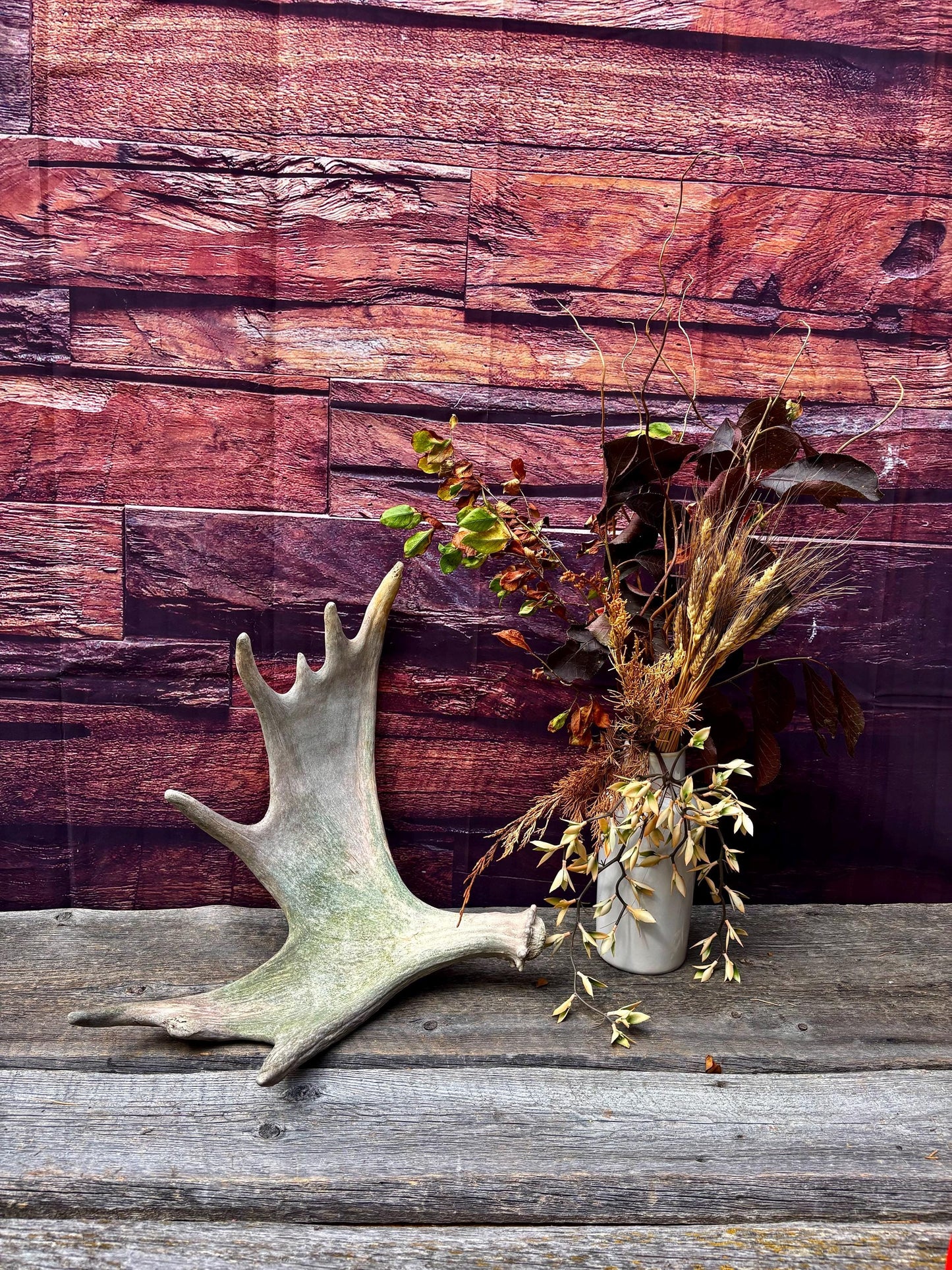 Moose Antler. Classic Shaped Paddle for Carving, Pet Treats, Crafting and Decor from a Wild Canada Moose