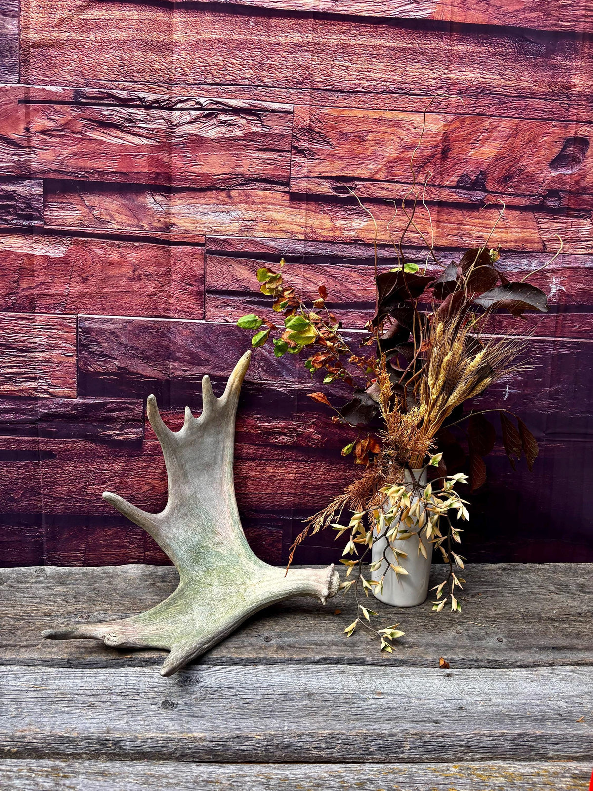 Moose Antler. Classic Shaped Paddle for Carving, Pet Treats, Crafting and Decor from a Wild Canada Moose