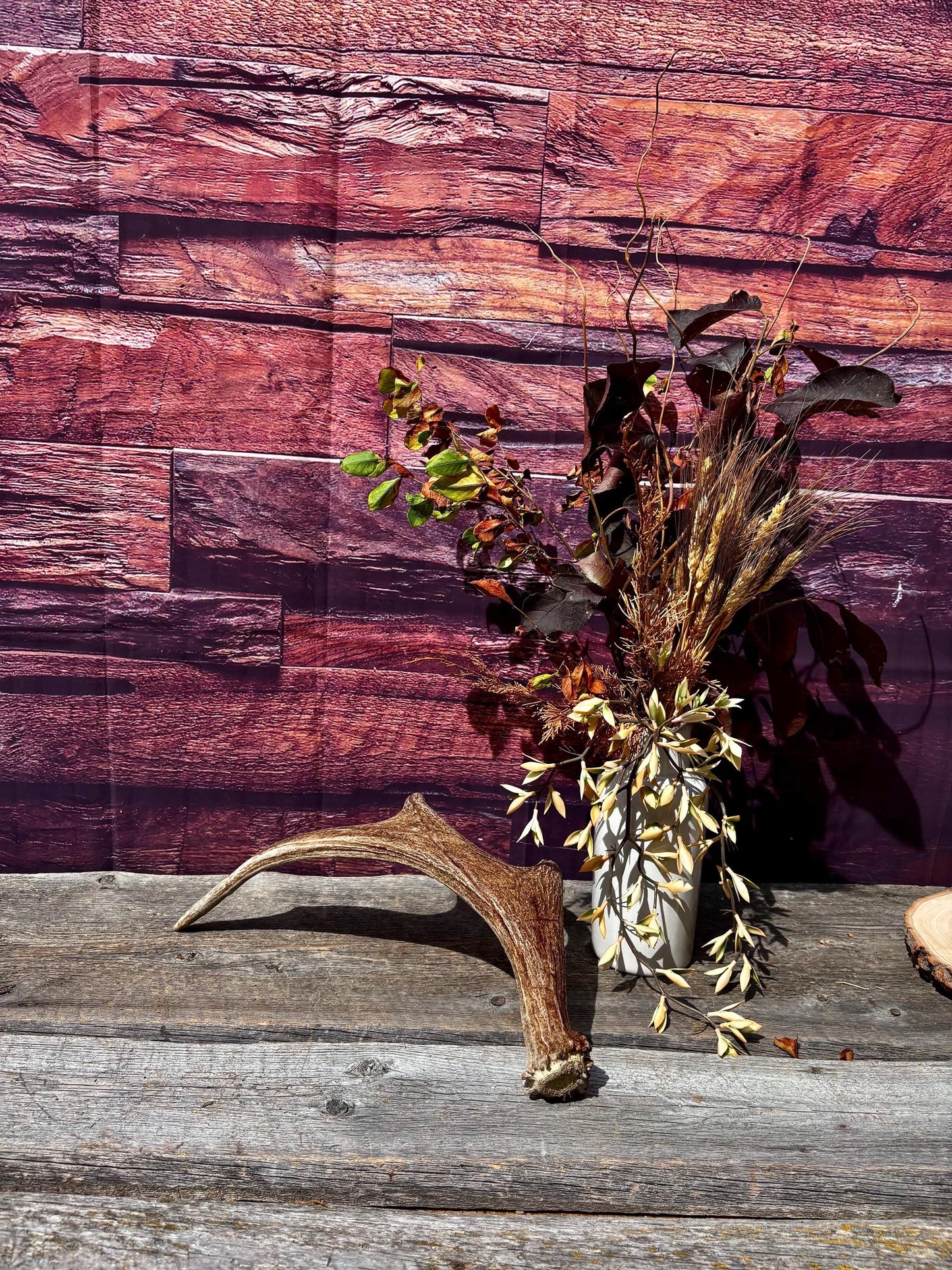 Bull Moose Antler. Fresh. For crafting, decor and more