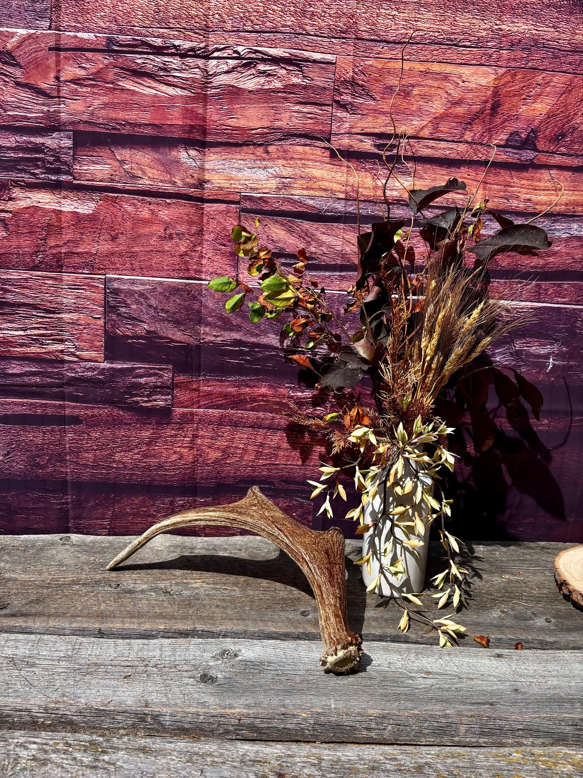 Bull Moose Antler. Fresh. For crafting, decor and more