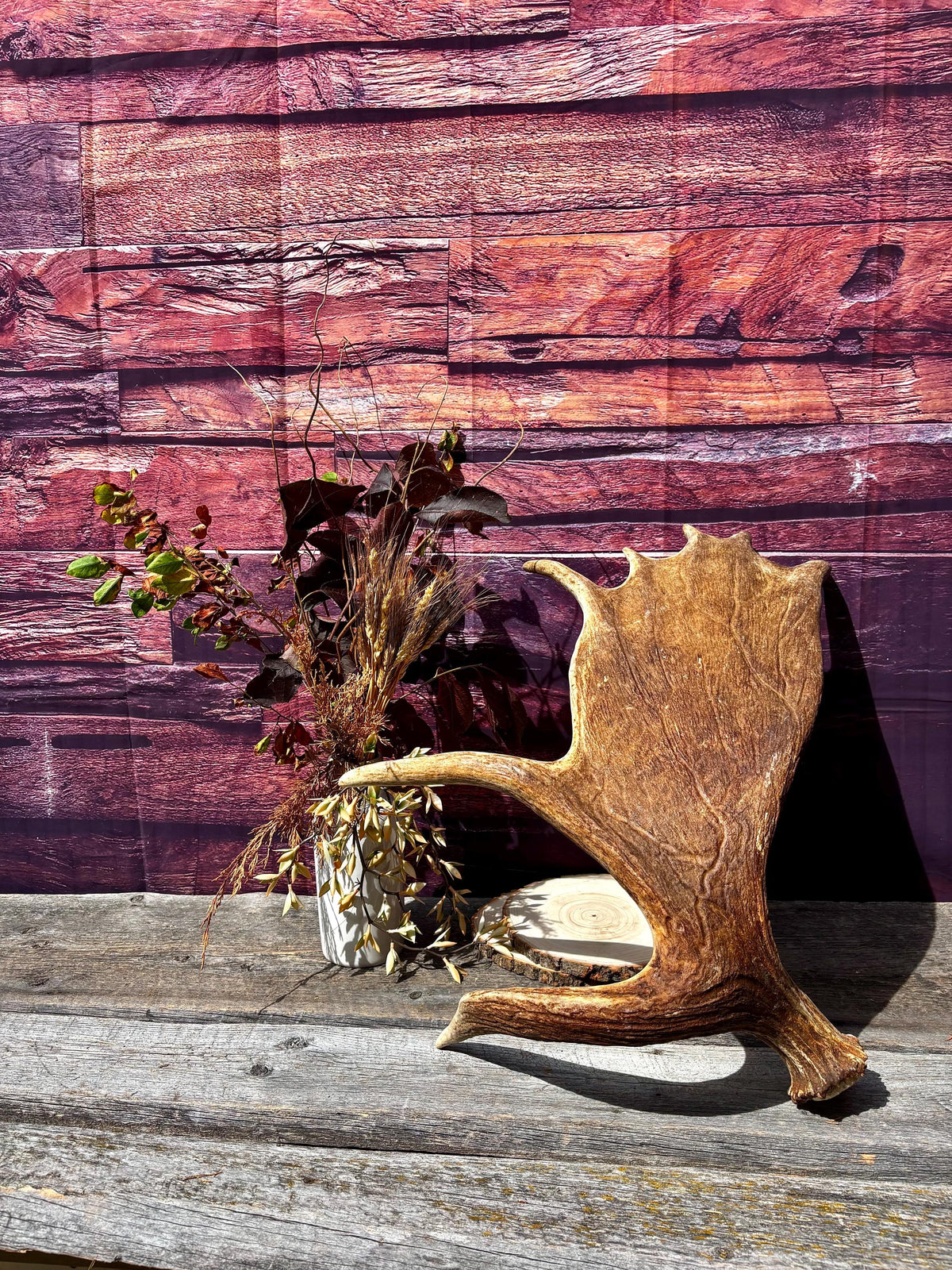 Large Moose Shed Antler. For Carving, Pet Treats, Crafting and Decor. Wild Canada Moose Antler