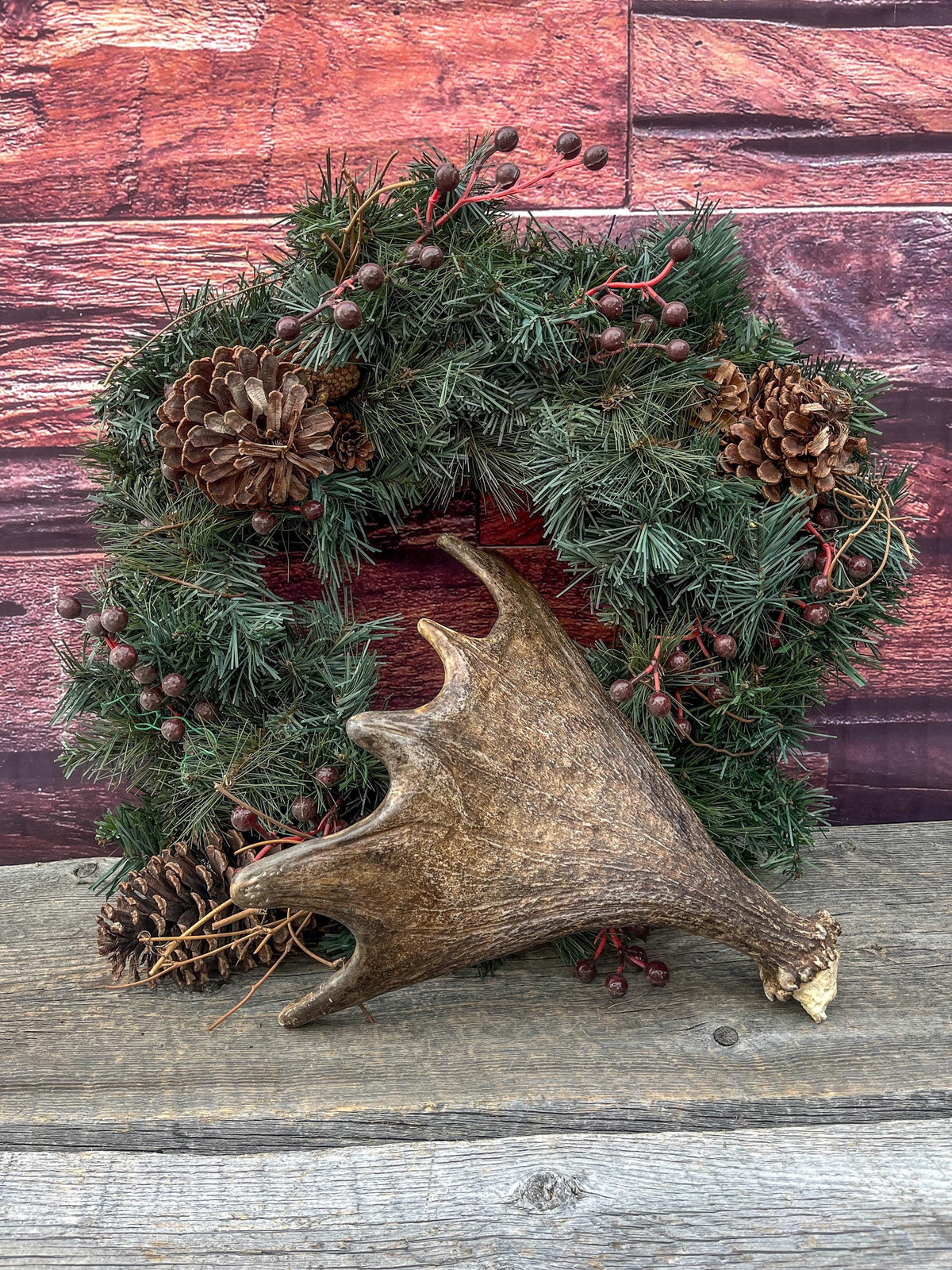Bull Moose Antler. Super Fresh, Dark-Colored Moose “Paddle” For Crafting, Decor and More