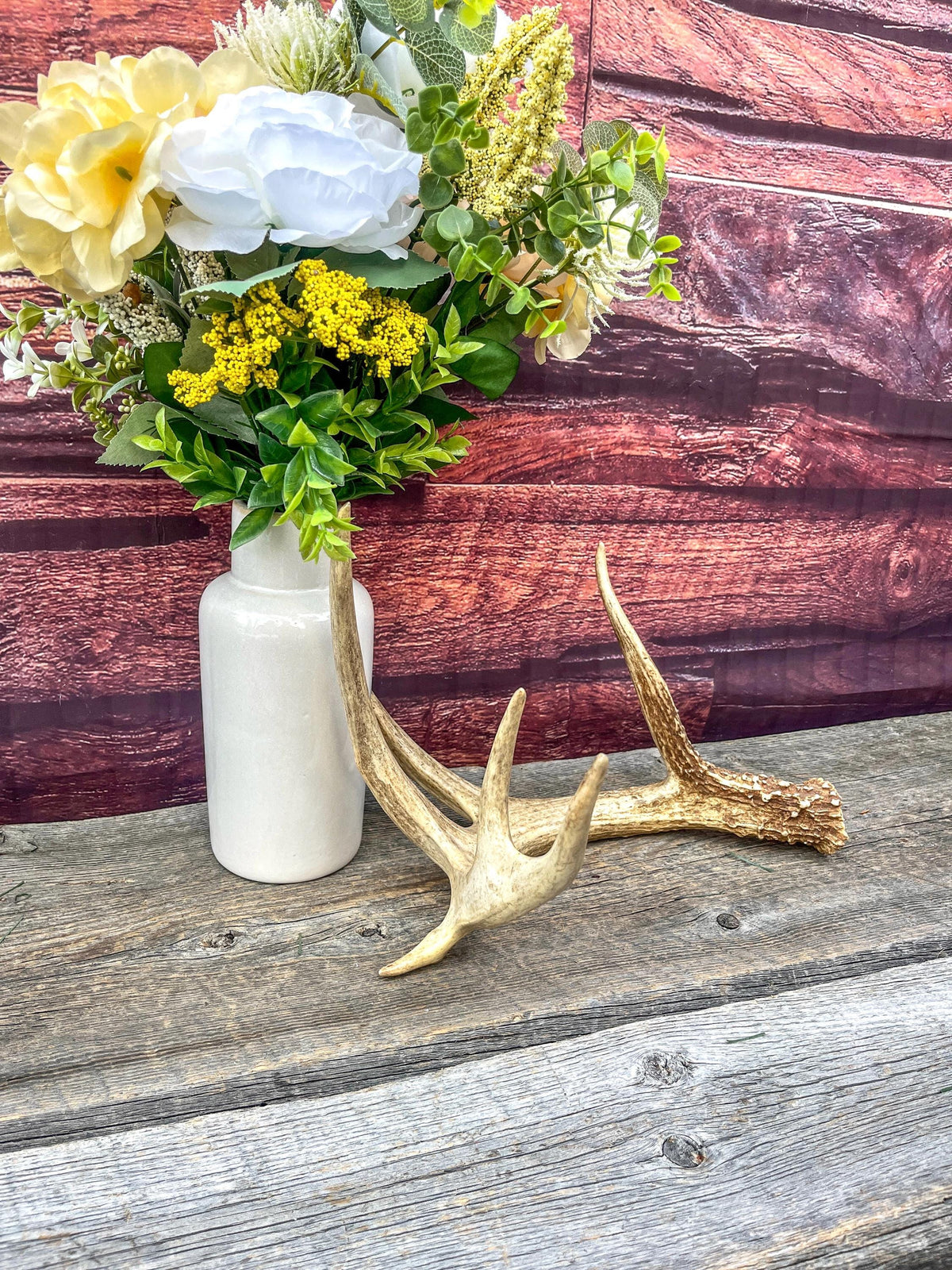 Incredible White-tailed deer Antler. Large, Deer Shed for Decor, Design, Crafting and More!