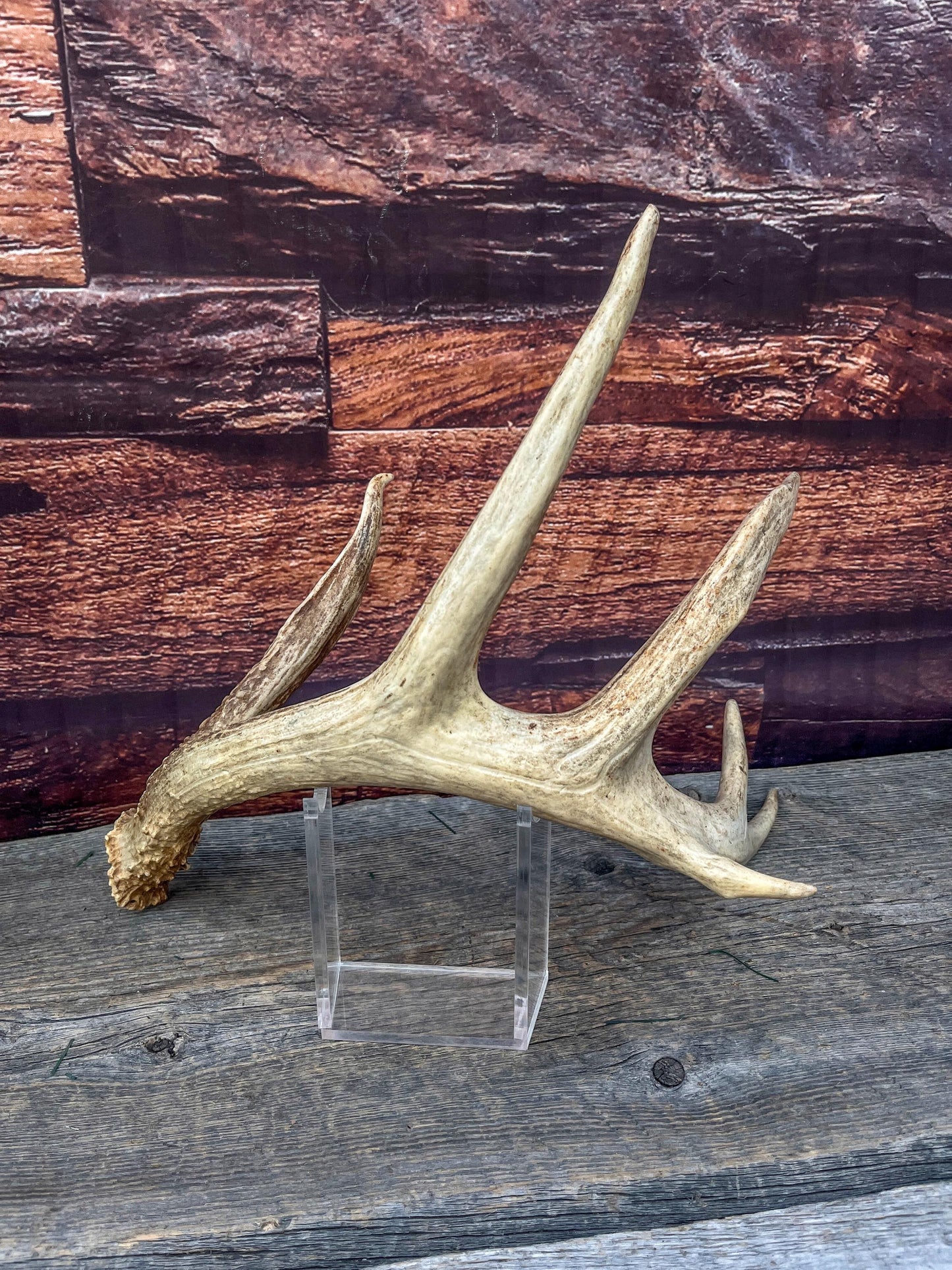 Incredible White-tailed deer Antler. Large, Deer Shed for Decor, Design, Crafting and More!