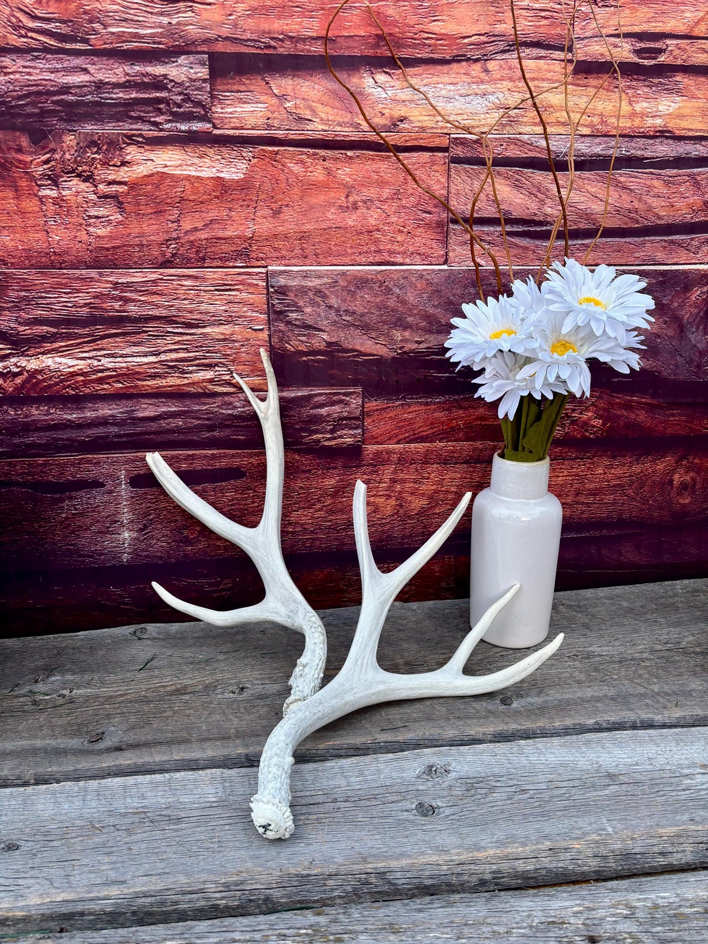 Mule deer Antler Set. Medium in size. Naturally shed. Decor, Crafting & More