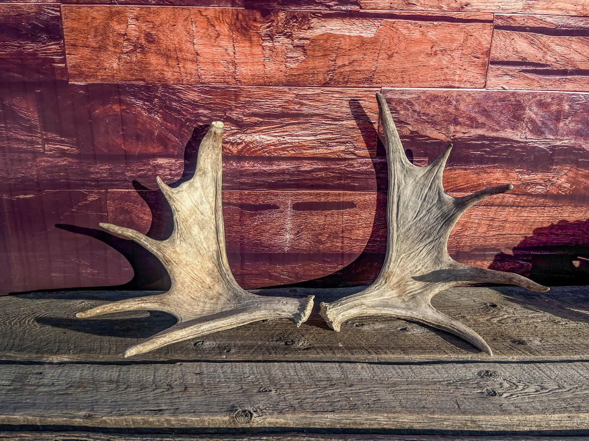 Moose Antler Pair. Medium Sized Canadian Moose Antlers - Crafting & Decor