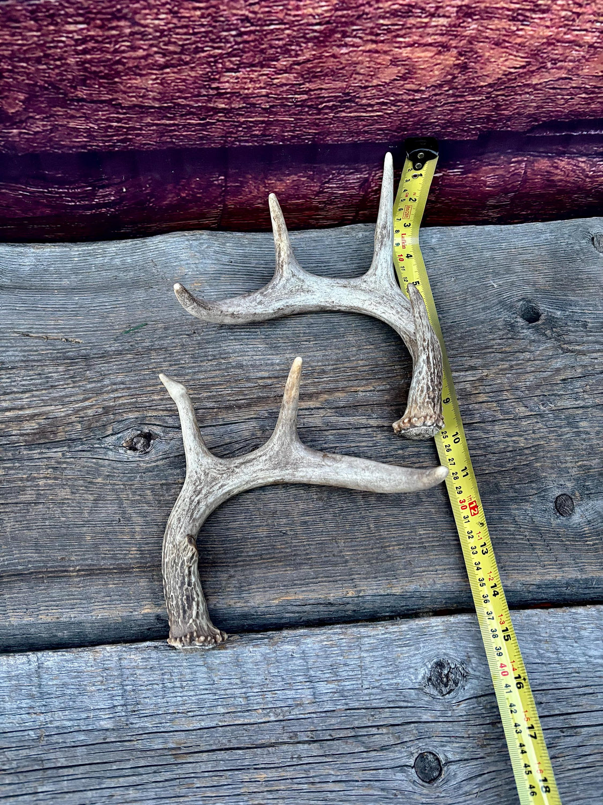 Set of Canadian Whitetail Deer Antlers. Classic Fresh, Large, Small 4x4 Antler Set.