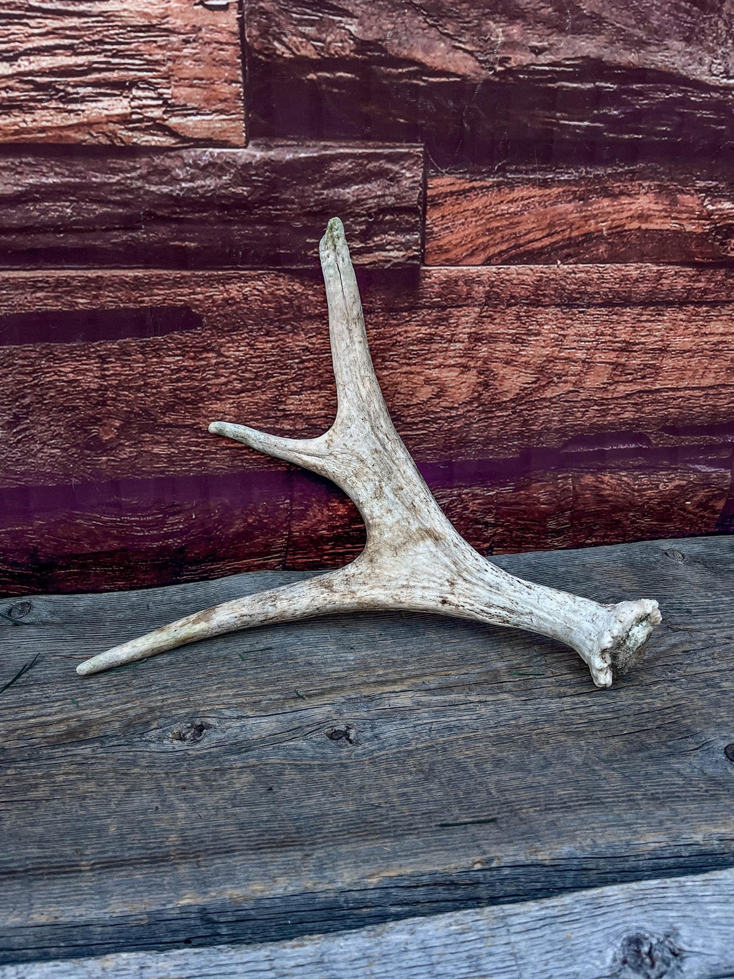 Bull Moose Antler. Small. Home decor table centerpiece, shelftop decor, and more.