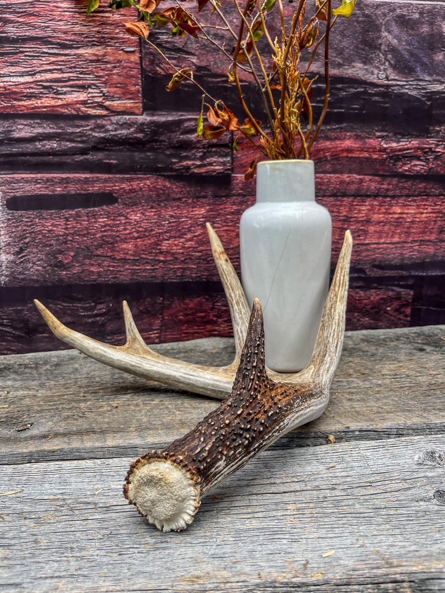 Deer Antler - White-tailed deer Antler. Wild antler for decor, design, and more