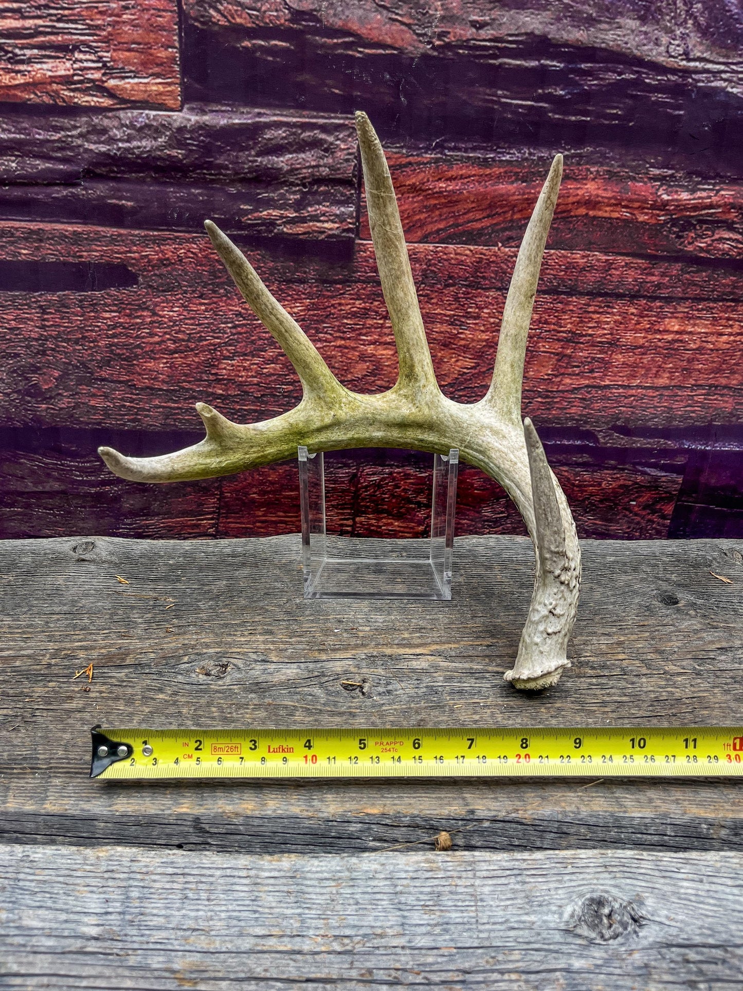 Large White-tailed deer Antler. 6-point buck. Crafting, decor and more!