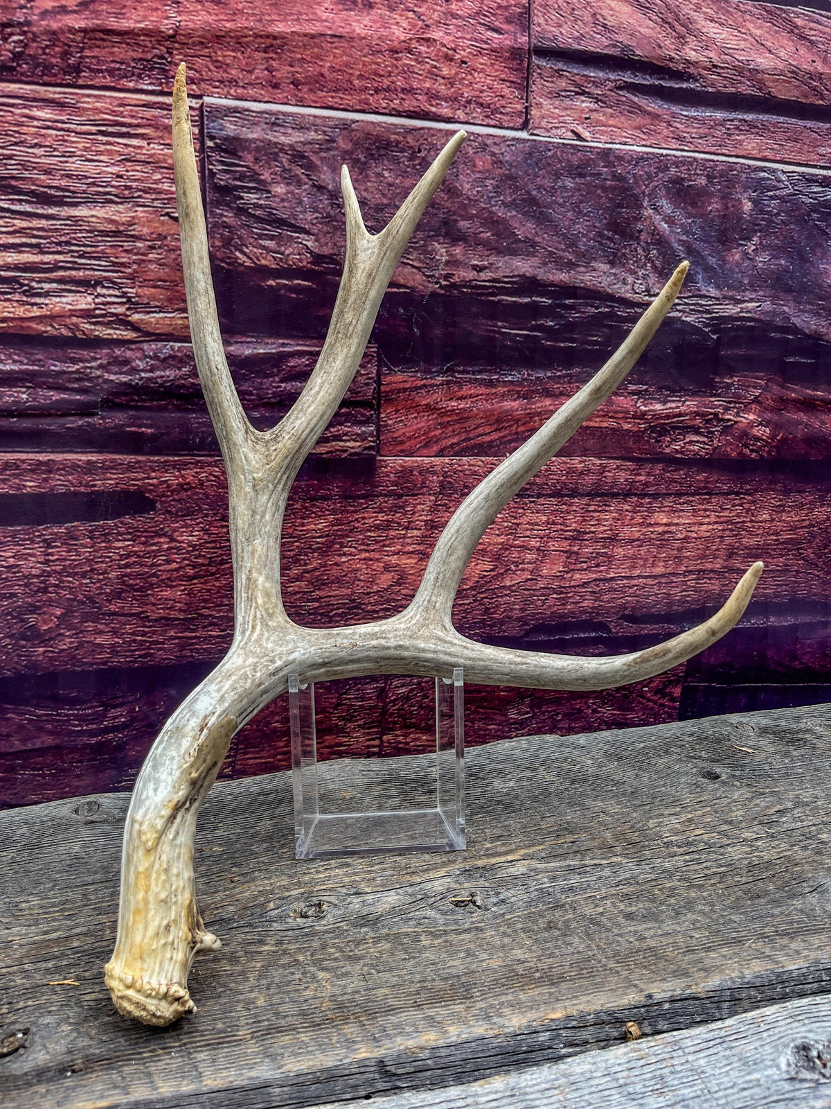 Large Mule deer antler. Rustic style home decoration. Cabin and Farm decor centrepiece.