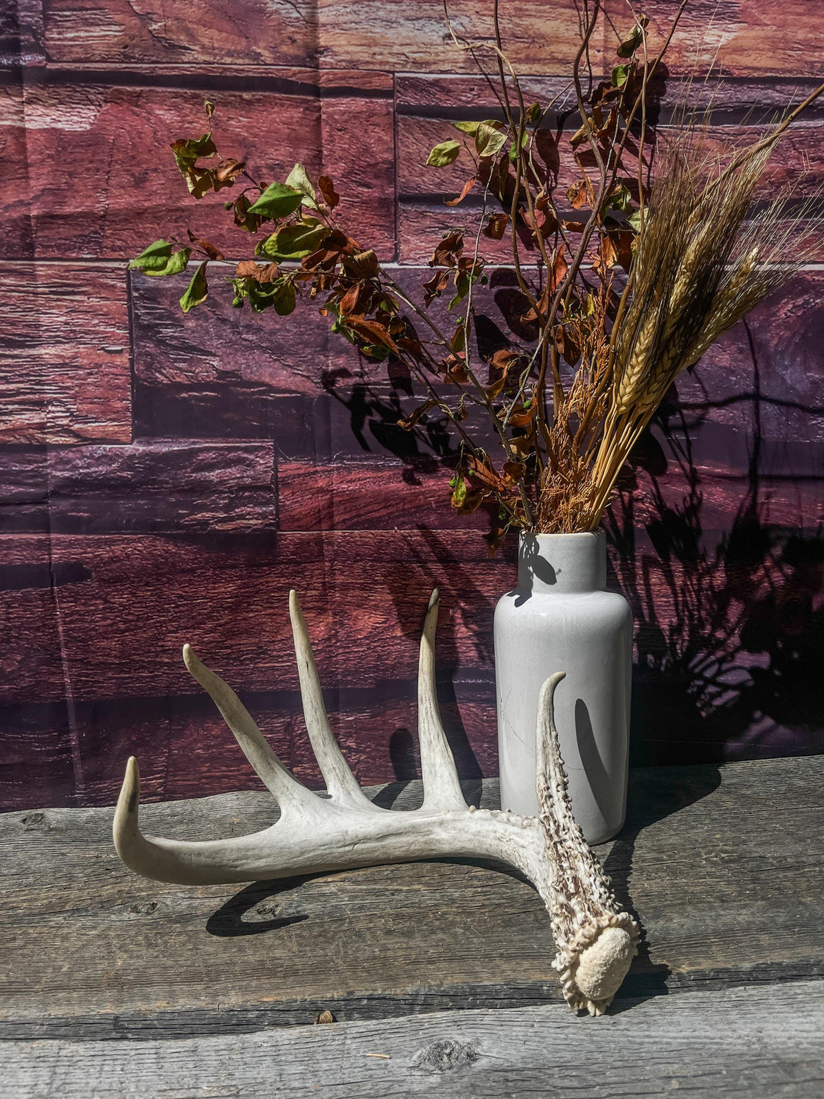 Single White-tailed Deer Antler - Canadian Whitetailed deer Antler. Decor, design, crafting and more!