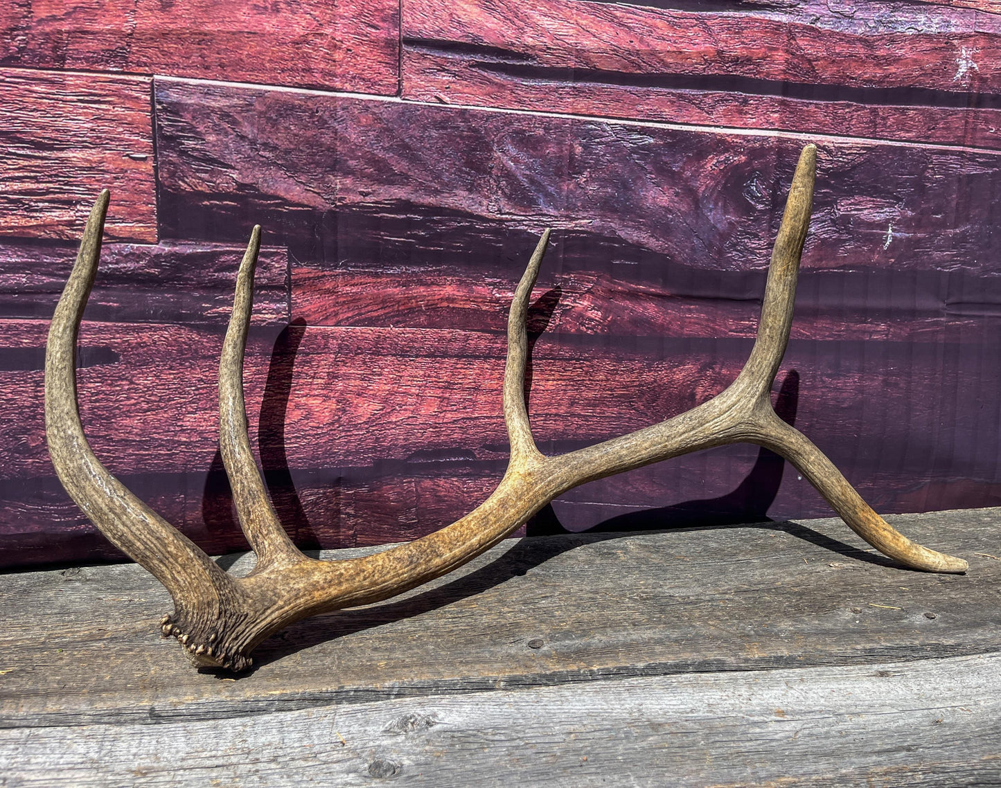Matching Antler Set from a Wild Canadian Bull Elk! Home and Cabin Decor, Wall Decor, Mantle and Fireplace Ornament.