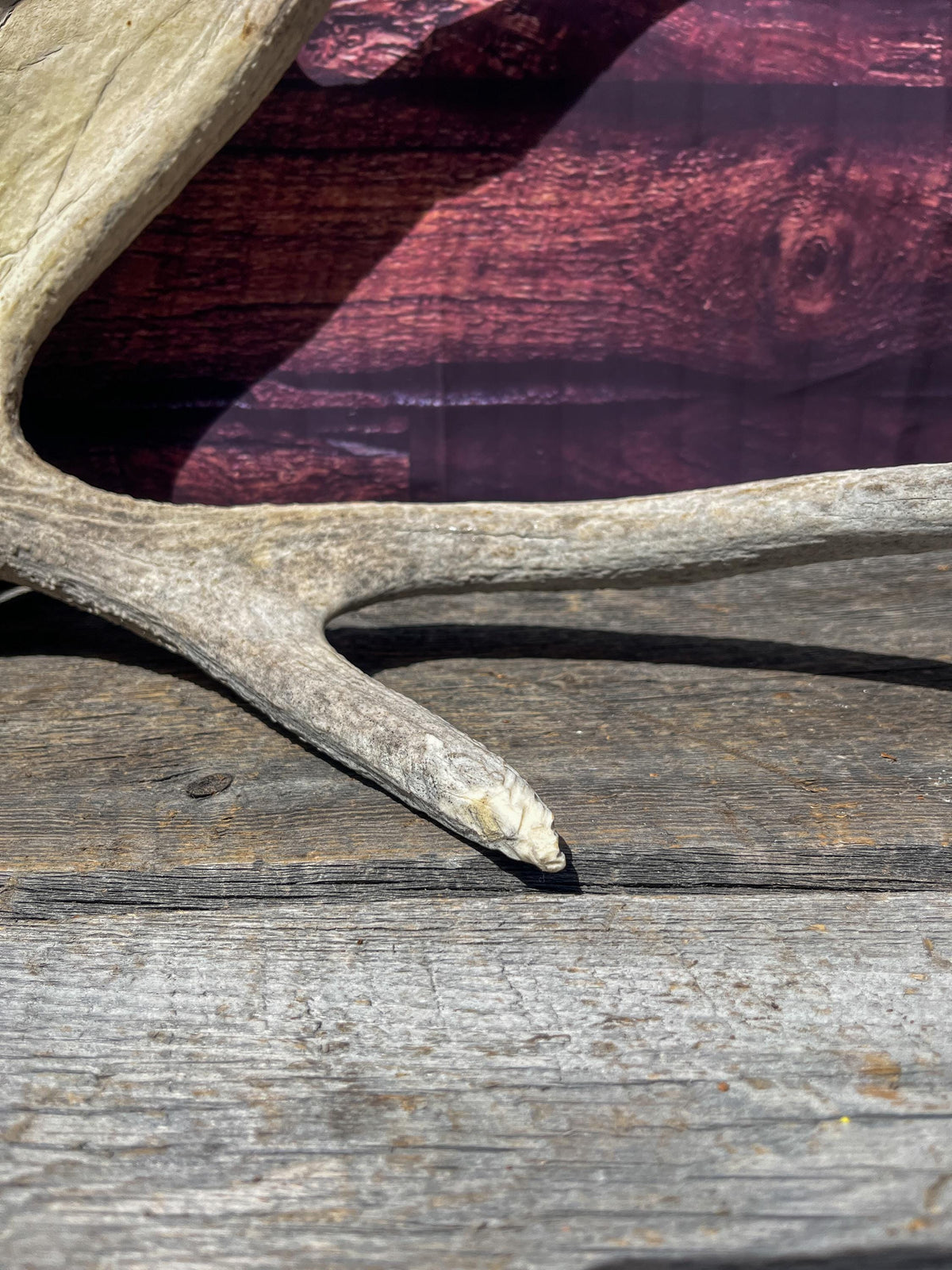 Extra Large Bull Moose Antler - Crafting, Decor and More!