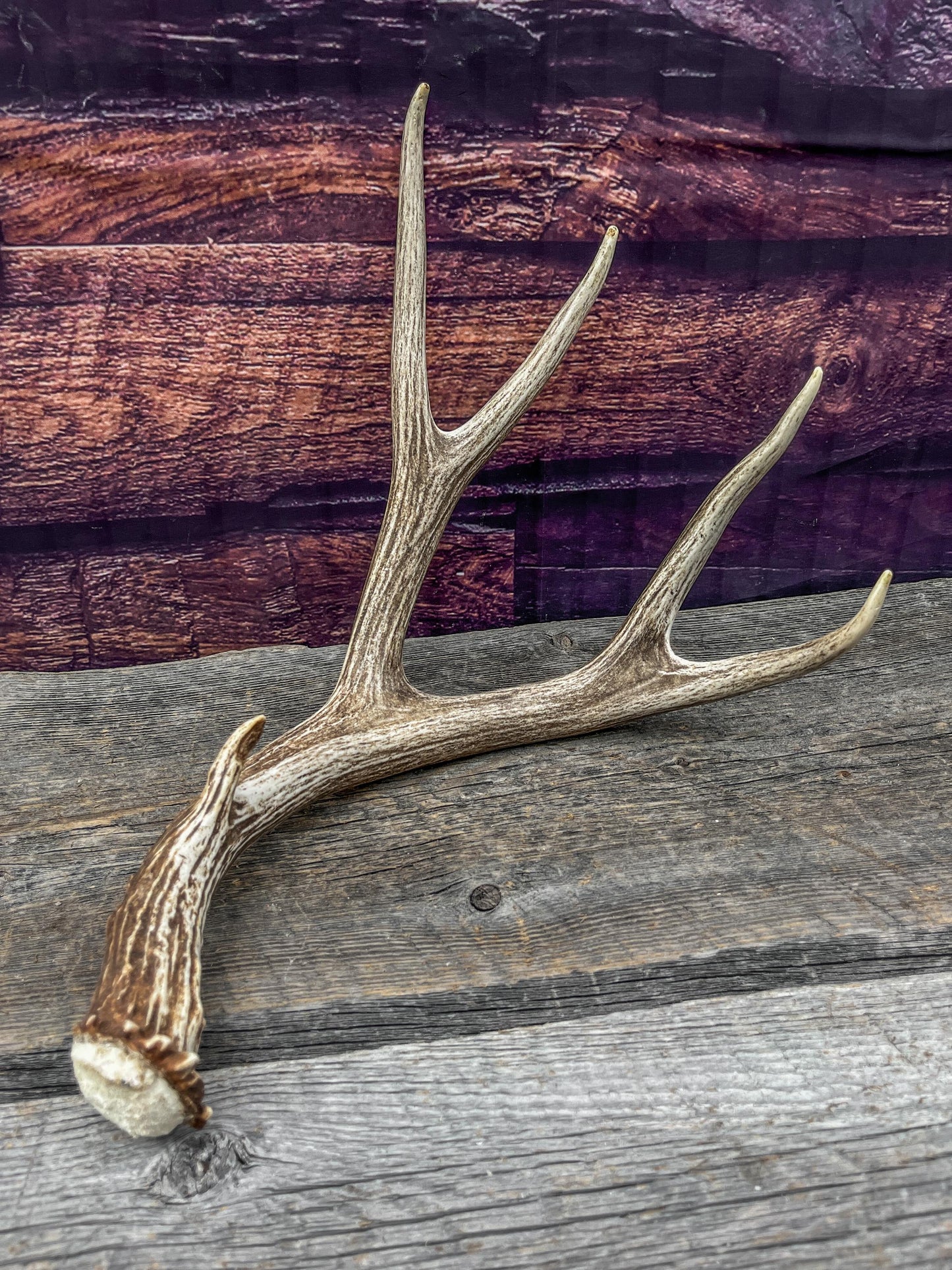 Mule Deer Antlers. Beautiful Matching Brown Set. Decor, design, crafting and more!