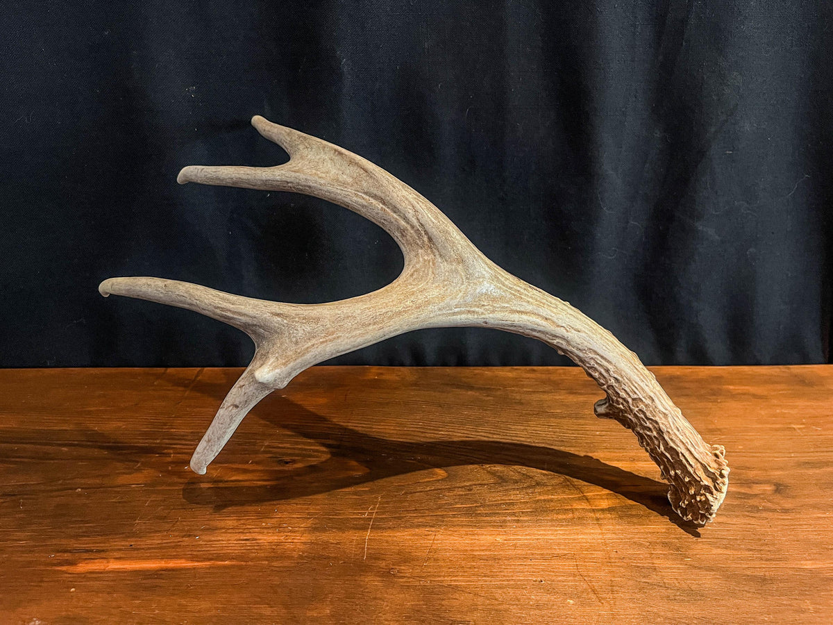 Deer antler - Large Mule deer. Beautiful, Elegant decor item. Crafting, Decor and Interior Design