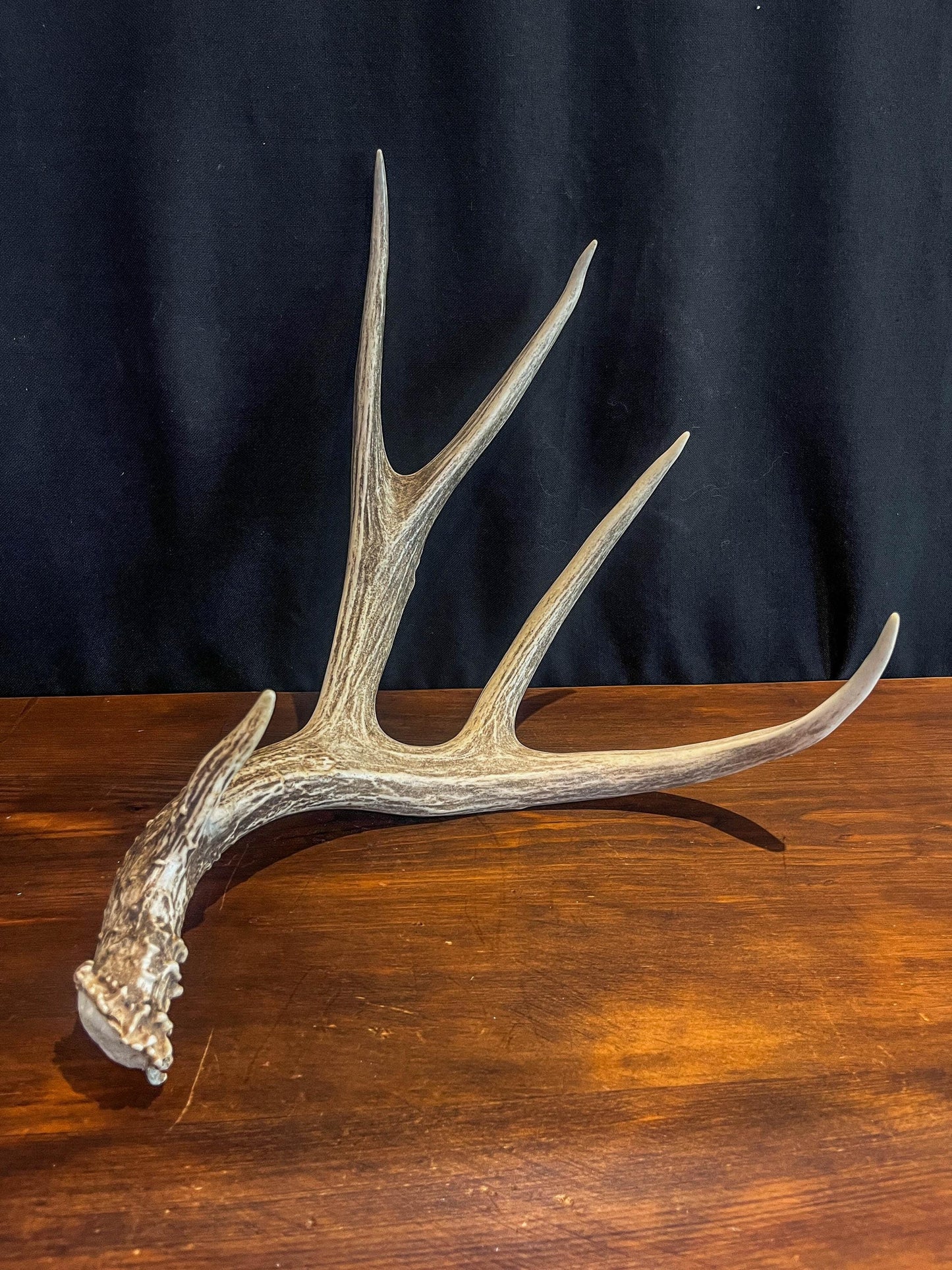 Deer antler - Large Mule deer. Beautiful, Elegant decor item. Crafting, Decor and Interior Design