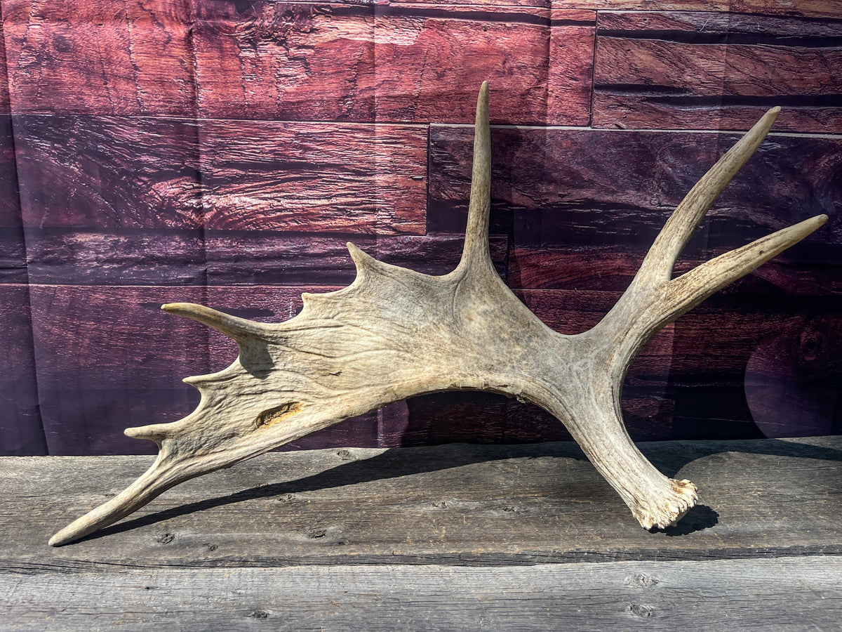 Heavily Damaged Moose Shed Antler. Very large. For Carving, Pet Treats, Crafting and Decor