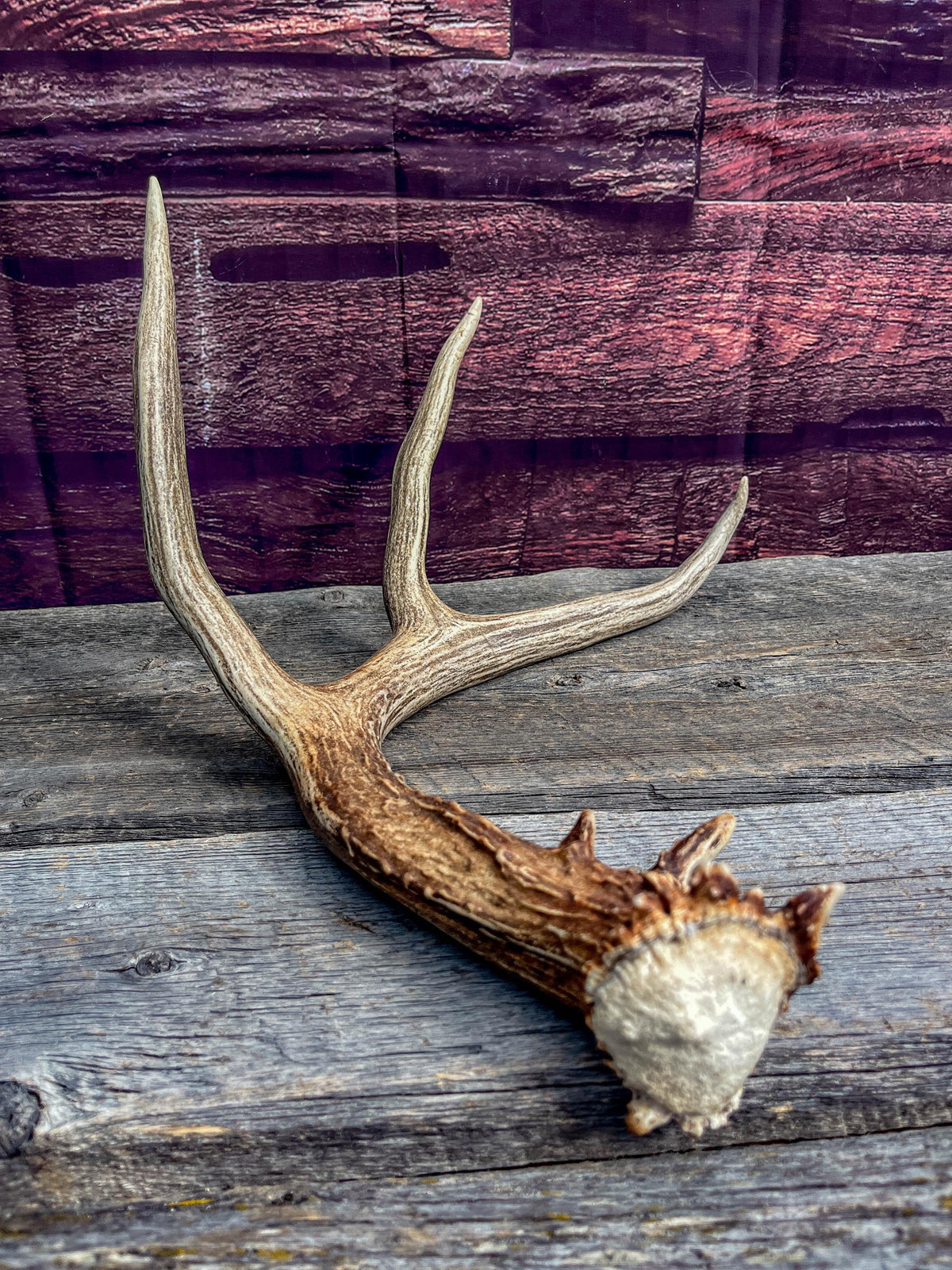 Canadian Mule Deer Antler. Very fresh find. Sustainably Sourced Decor, Interior Design, Farmhouse and Crafting Piece.