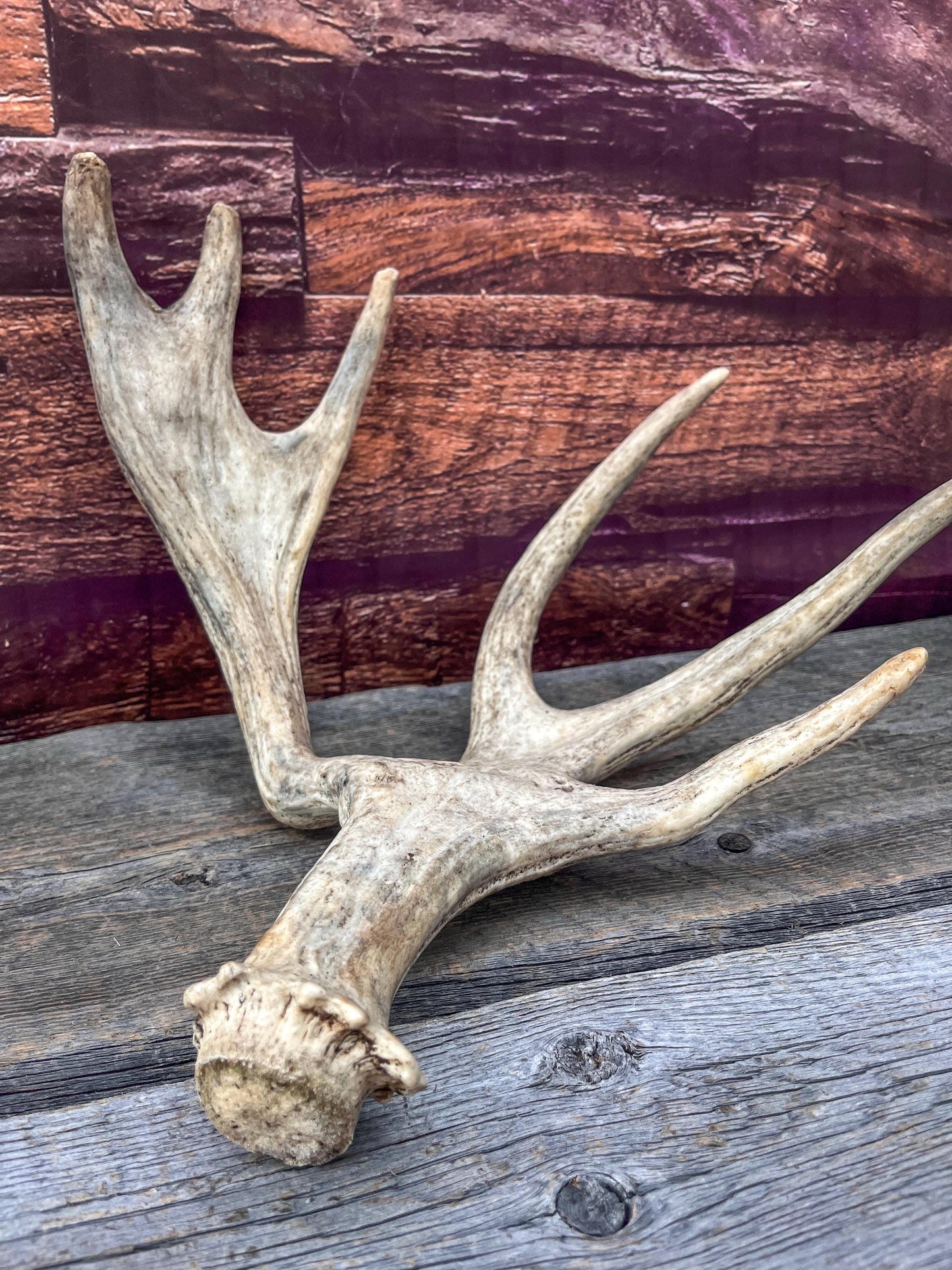 Bull Moose Antler for Crafting, Decor, and more. Fresh and Naturally Shed.