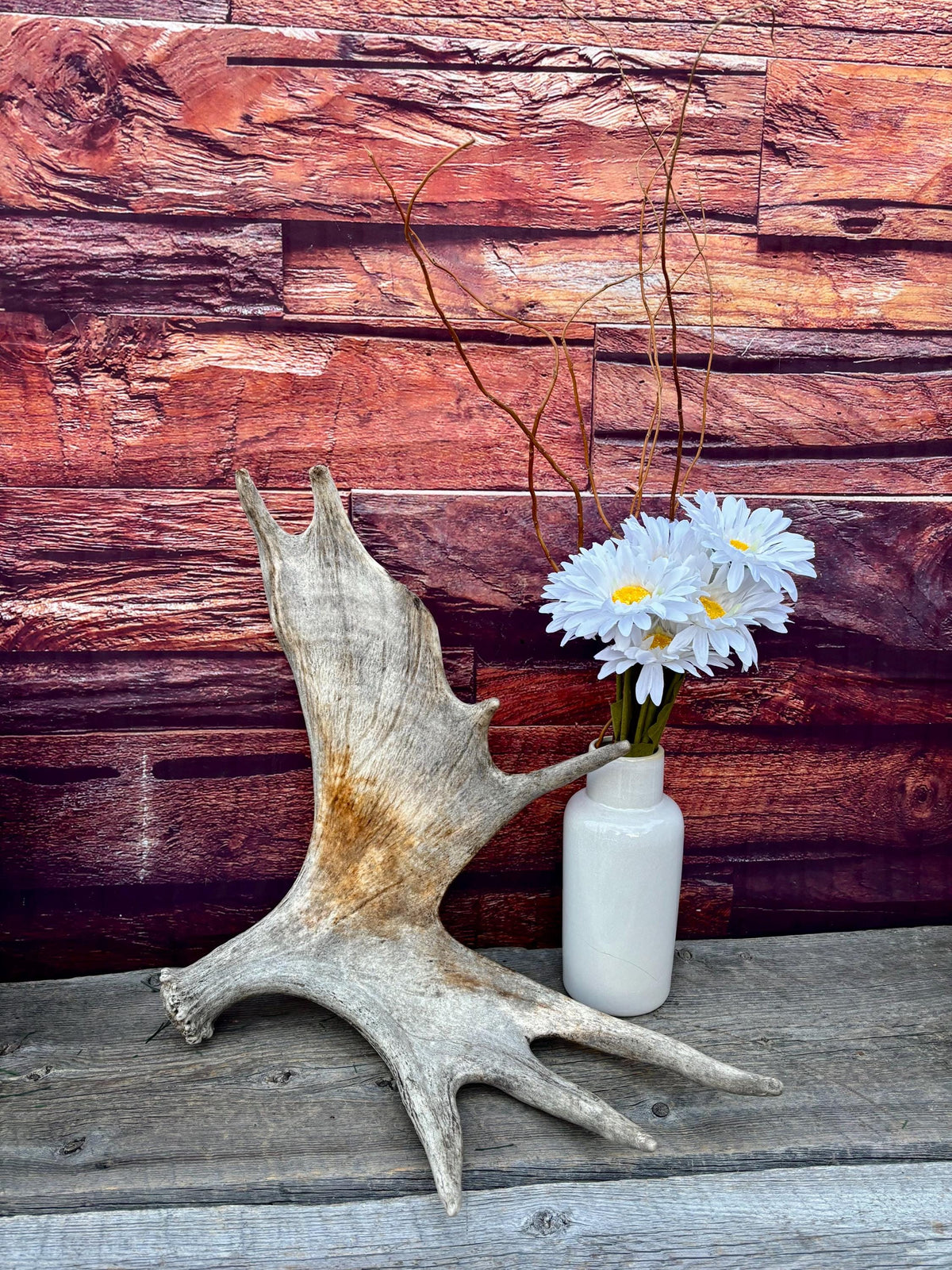 Moose Antler. Classic Shaped Paddle for Carving, Pet Treats, Crafting and Decor from a Wild Canada Moose