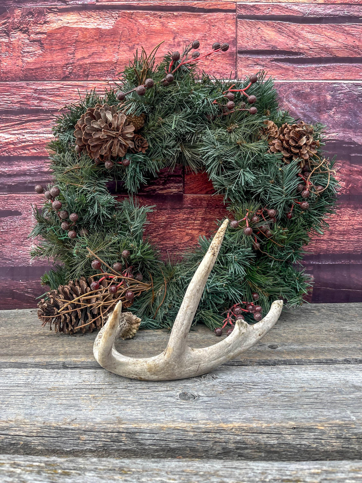 Medium White-tailed deer Antler - 4 Points Perfect for crafting, design, decor and more!