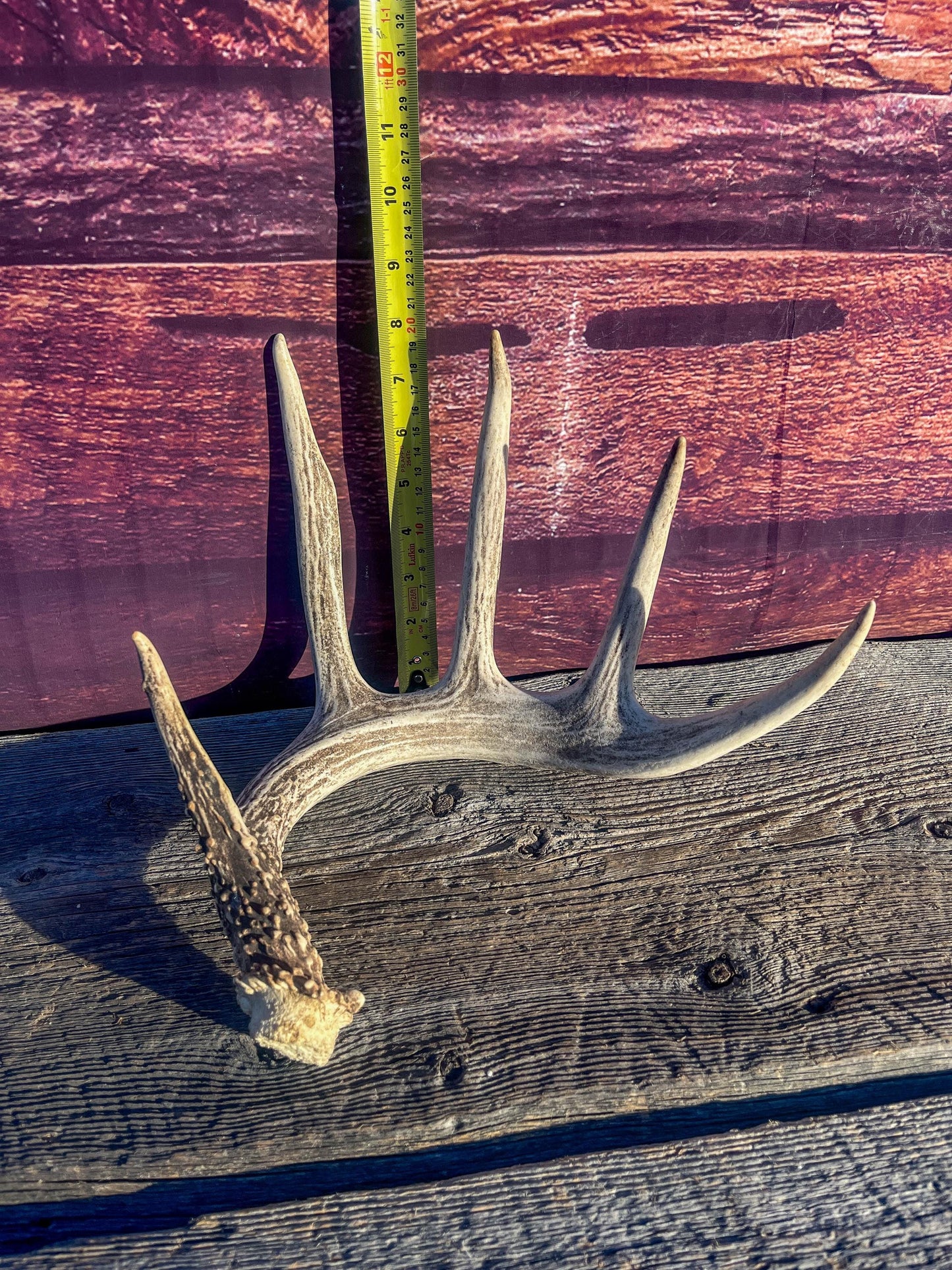 Deer Antler - White-tailed deer Antler. Wild antler for Decor, Design, and More.