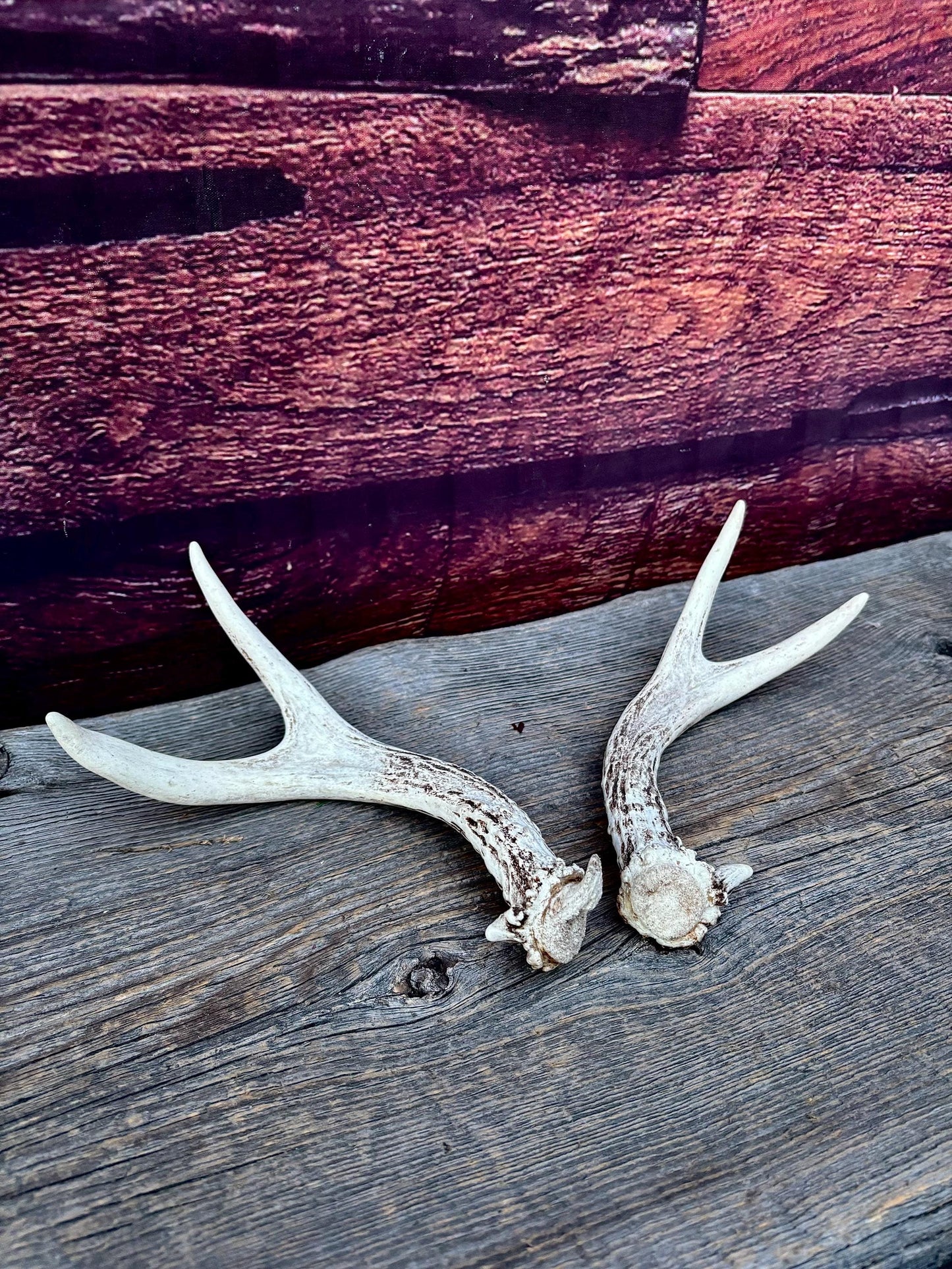 Mule Deer Antlers - Matched Forks! Naturally Shed - No harm antlers for Decor, Crafting, Pets and More