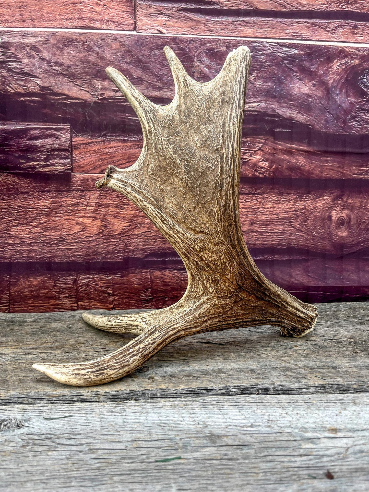Moose Antler Set - Found 1 Year Apart: Crafting, Decor and More