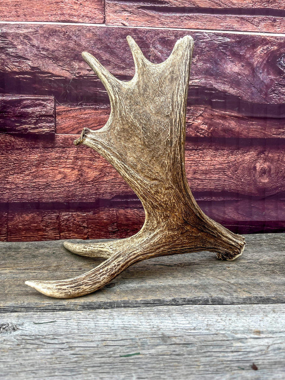 Moose Antler Set - Found 1 Year Apart: Crafting, Decor and More
