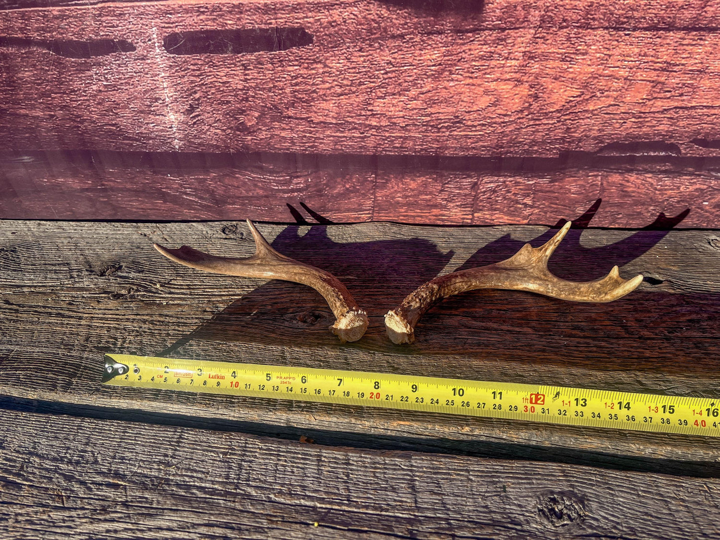 White-Tailed Deer Antlers. Small Fresh Matching Set. Decor, design, crafting and more!