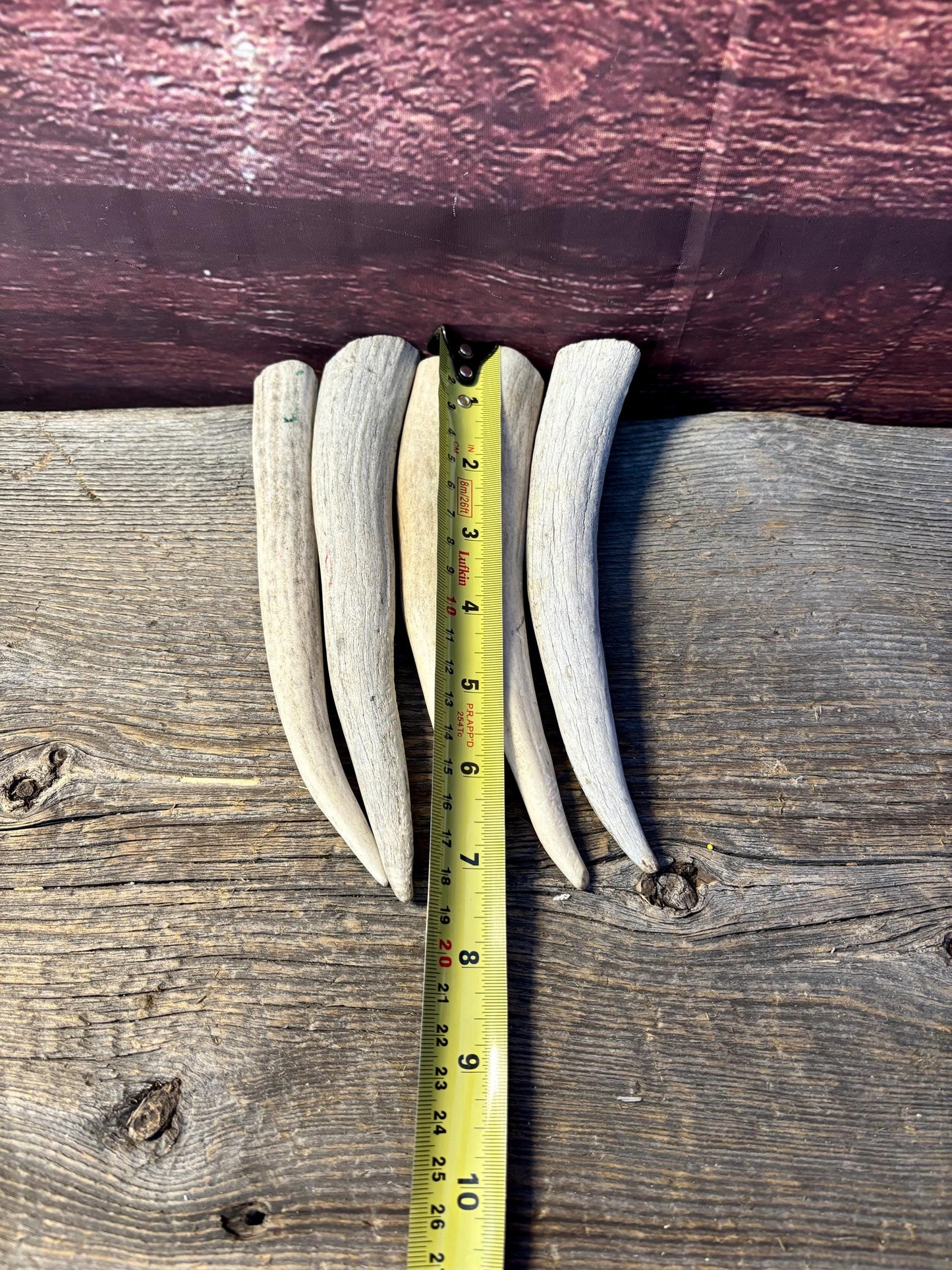 Antler Tips - 5 Pack of 6"-8" Tine Tips or "Dinosaur Teeth" for Crafting, Decor and More