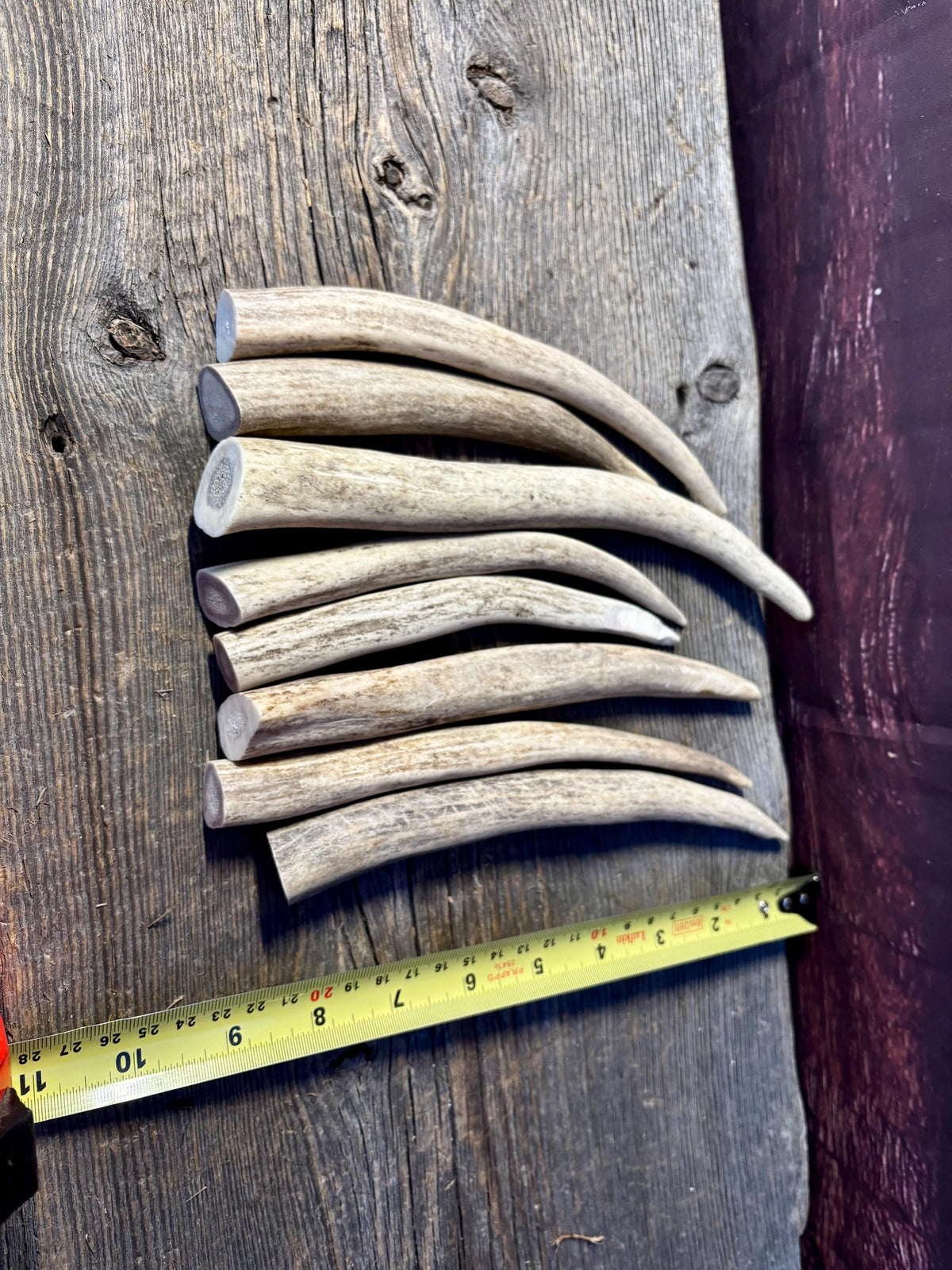 Antler Tips - 1.2lbs (8pcs) Premium Antler tips for Crafting decor and more.