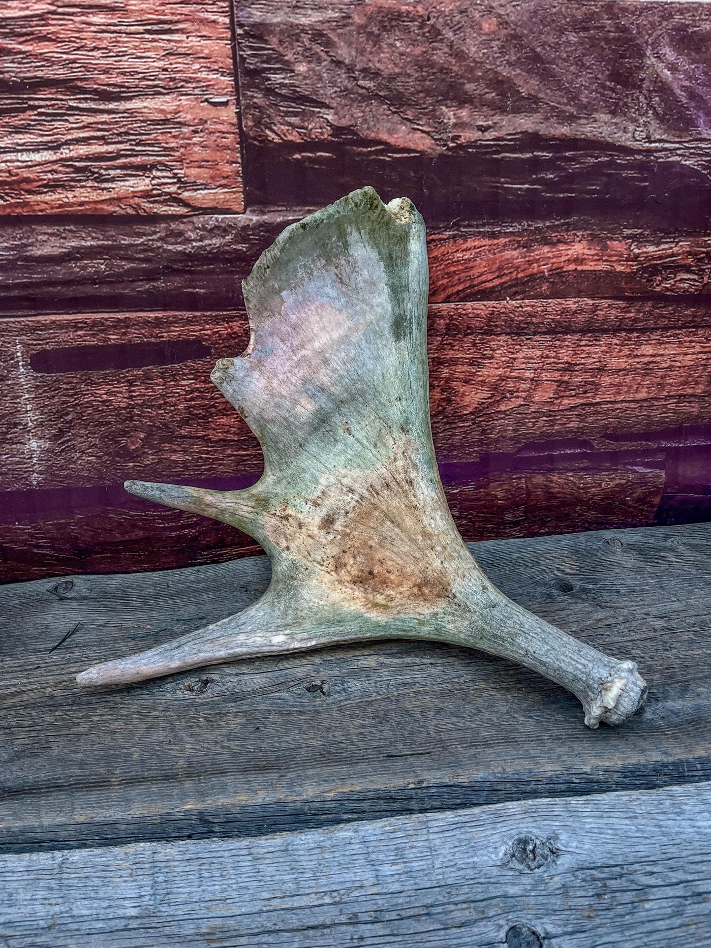 Moose Antler. Classic Shaped Paddle for Carving, Pet Treats, Crafting and Decor from a Wild Canada Moose