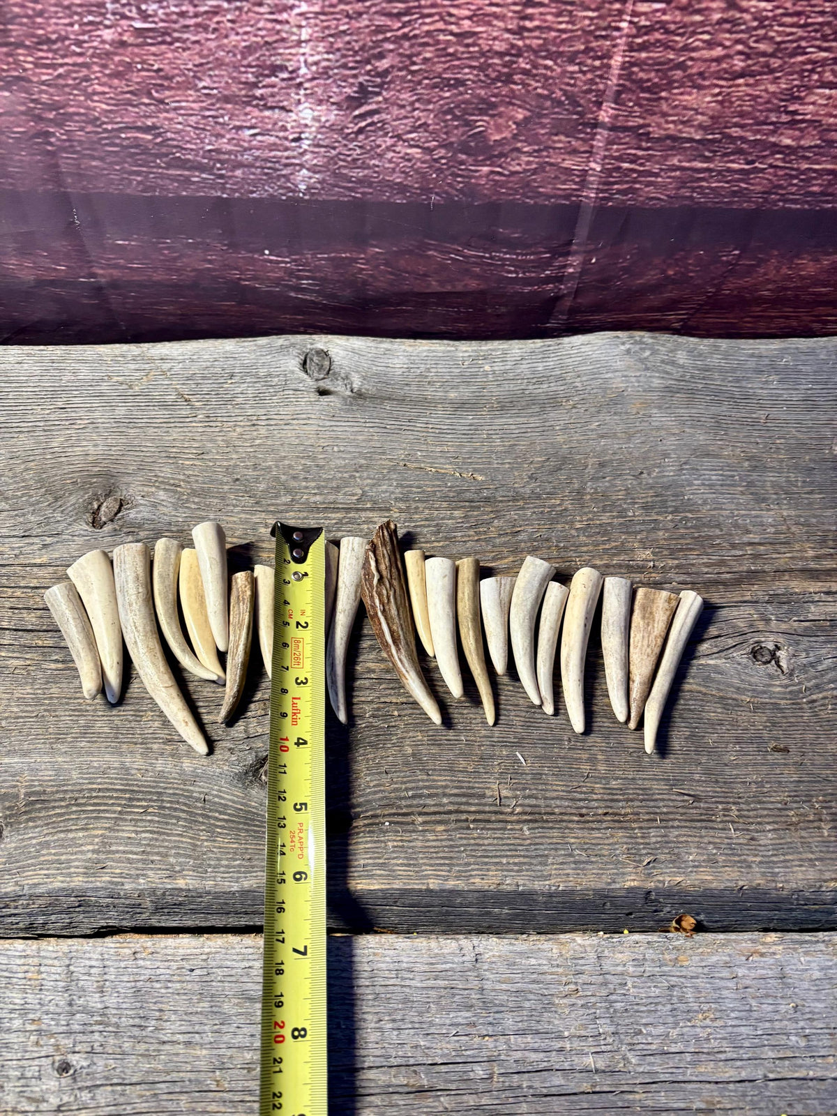 Small Antler Tips (20pcs) Very Good Condition Tips for Crafting Decor and More