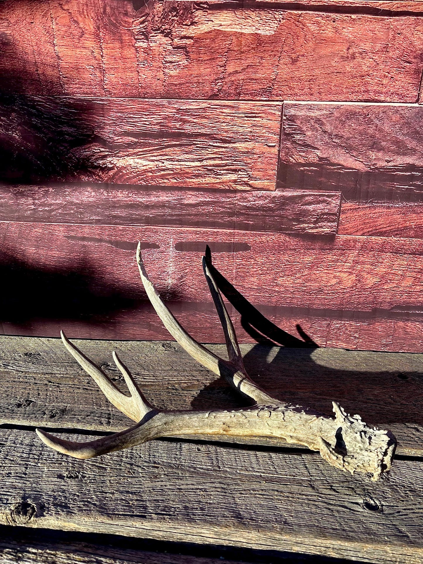 Large Mule deer Antler. Heavy Mass. Saskatchewan Mule deer. Rustic decor, centrepiece, crafting and more!