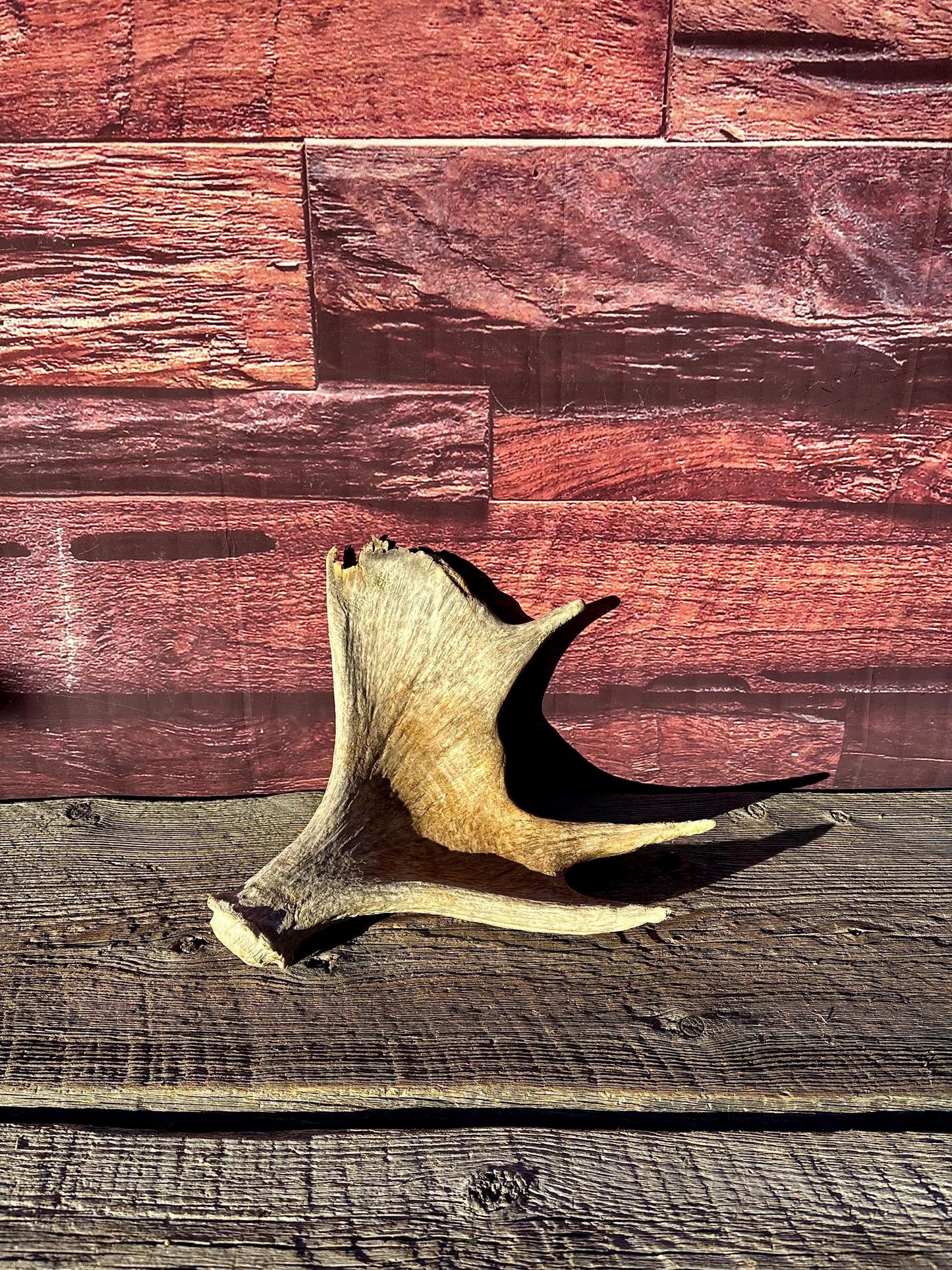Old Moose Antler. For crafting, decor and more