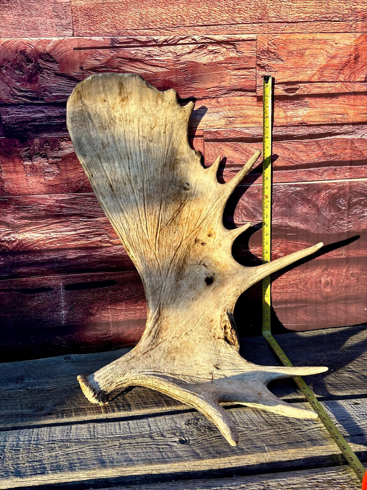 Huge Moose Antler. For Crafting, Decor and More.