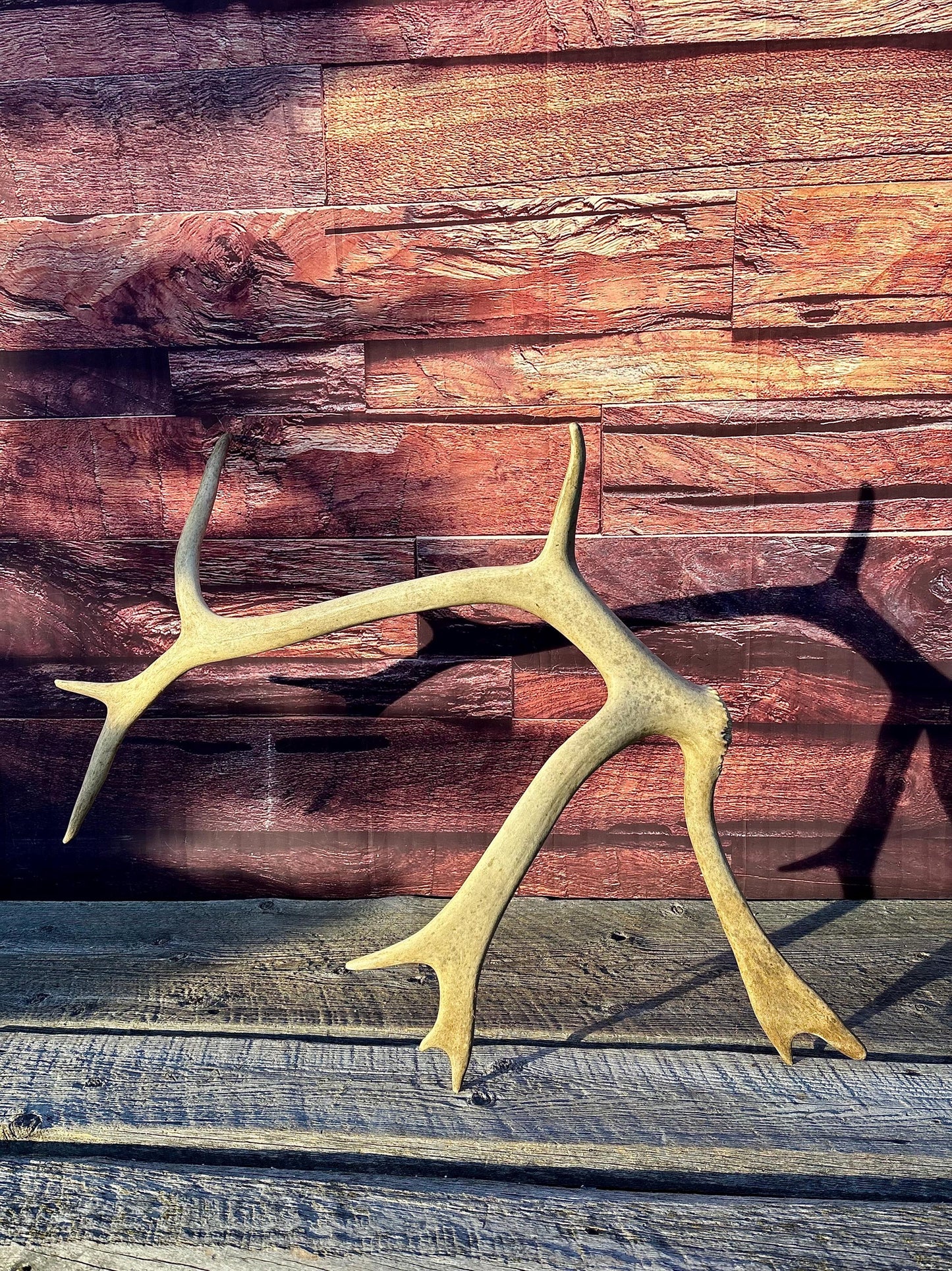 Shed Caribou Antler: Unique Woodland Home Decoration