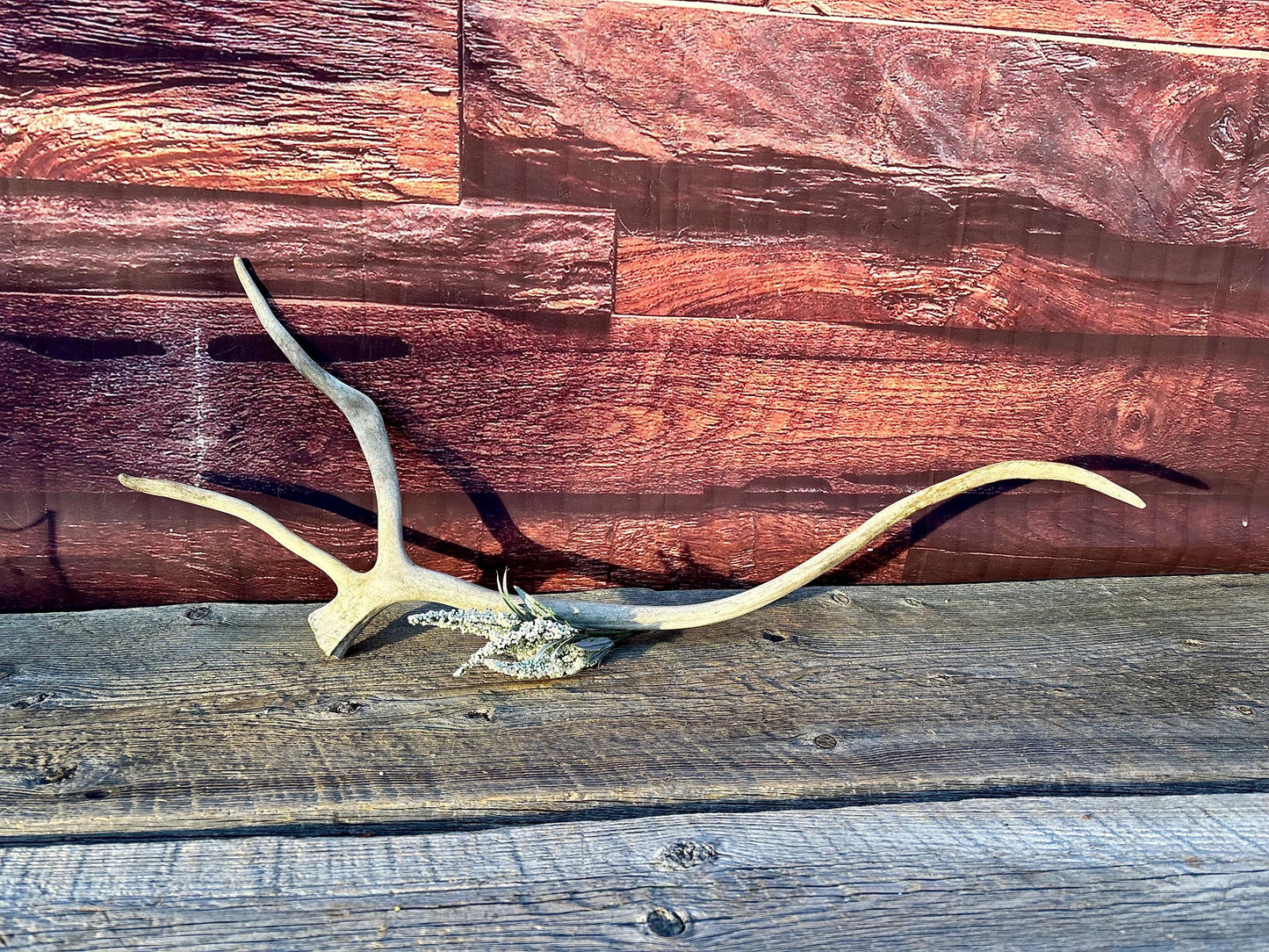 Shed Caribou Antler: Unique Woodland Home Decoration