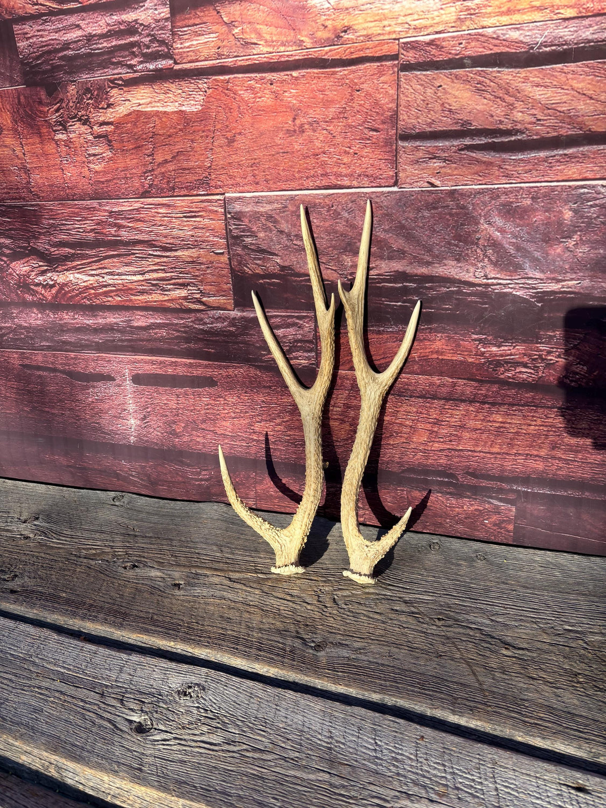 Axis Deer Matched Set. Premium High Density Naturally-Shed Antlers for Crafting Decor and More